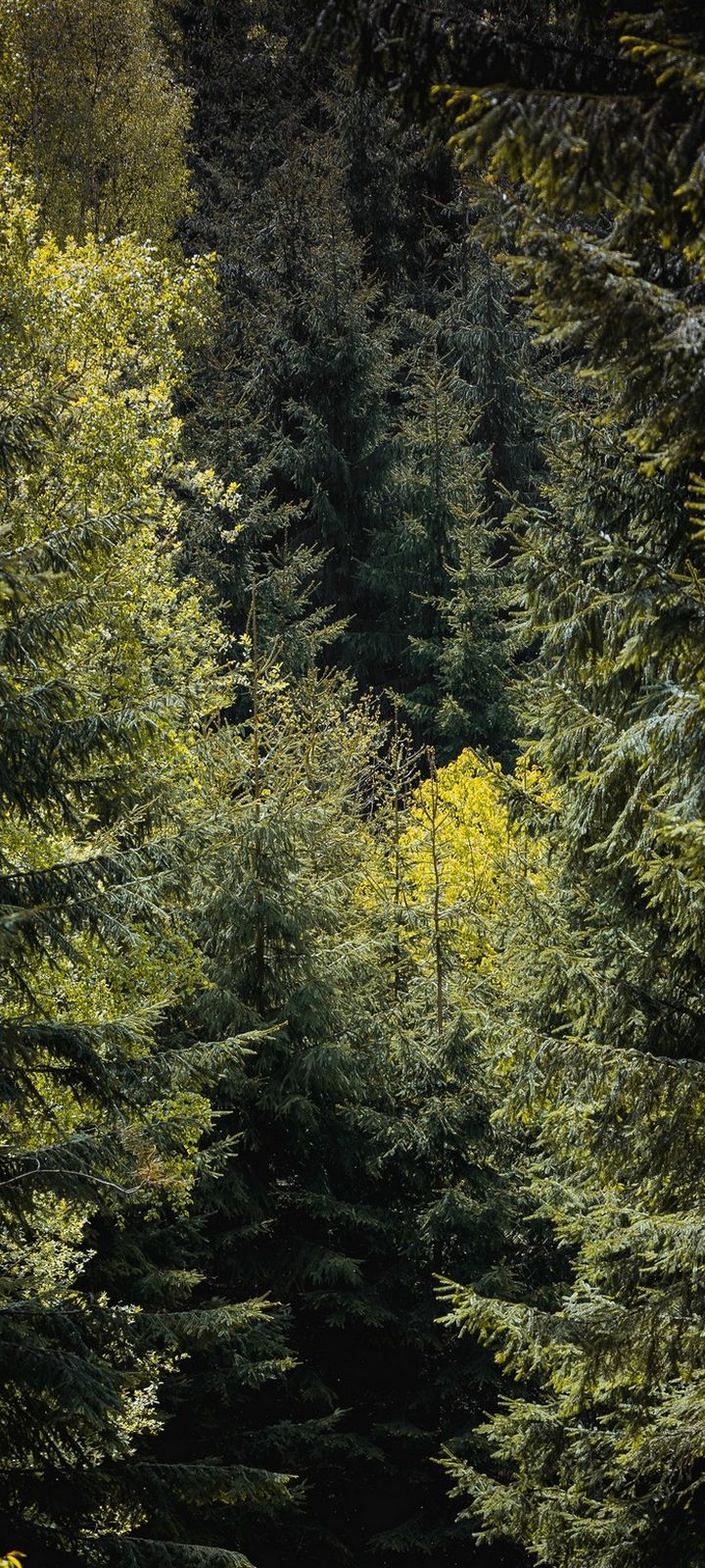 Forest Trees Foliage Wallpaper - [720x1600]
