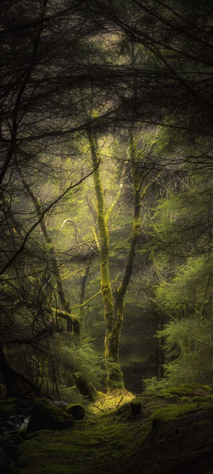 Forest Fog Trees Wallpaper - [720x1600]