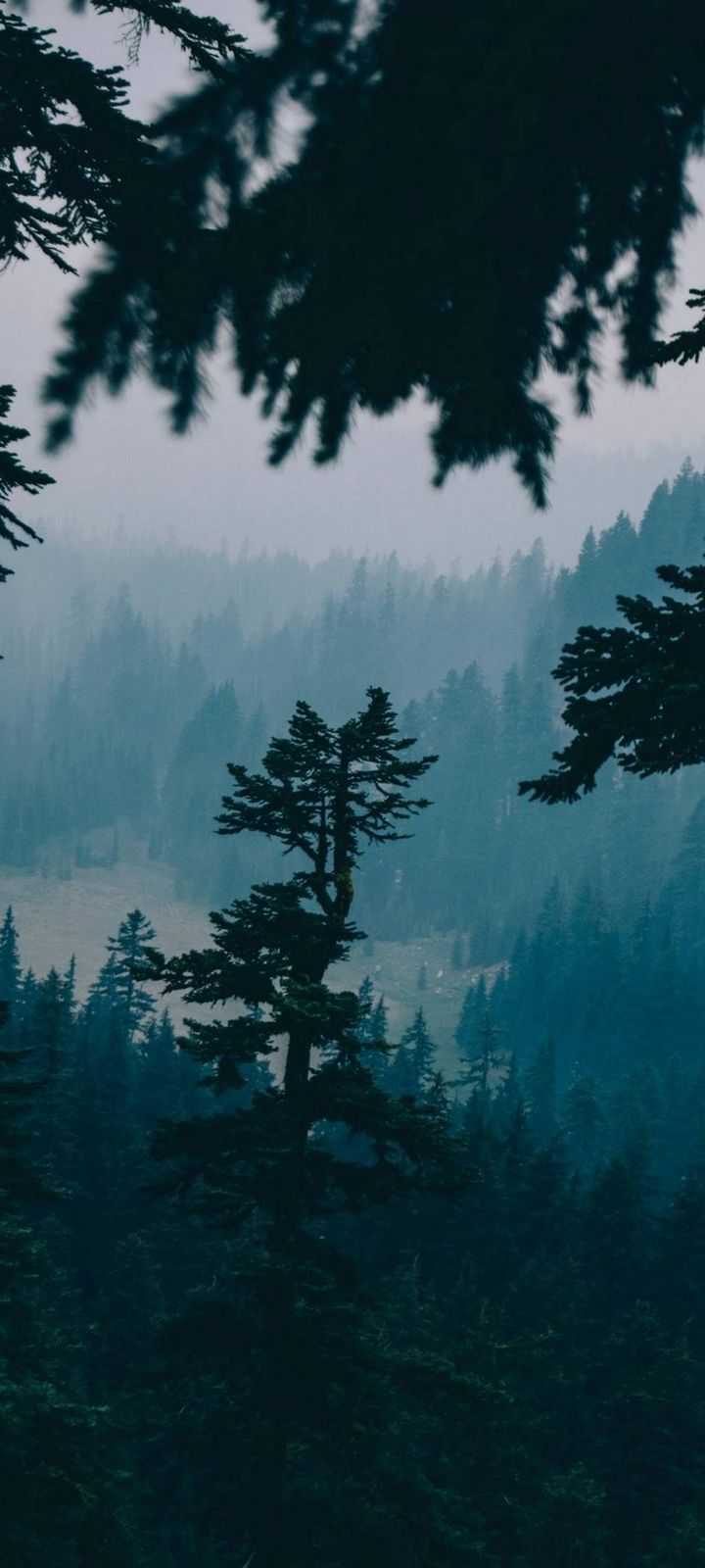 Nature Forest Trees Wallpaper - [720x1600]
