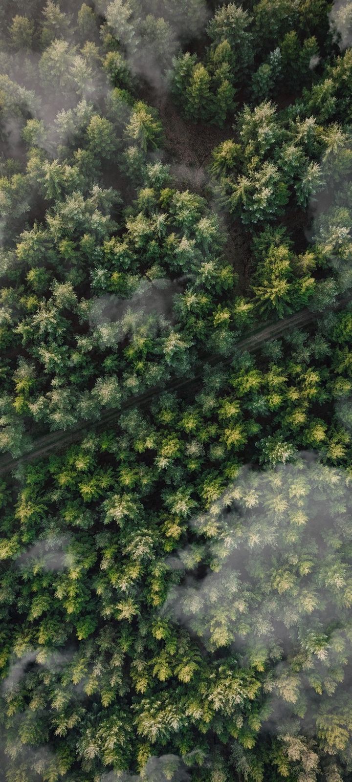 Forest Trees Aerial View Wallpaper