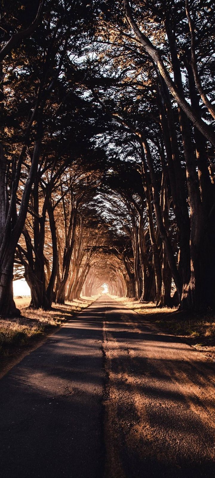 Road Trees Shadow Wallpaper - [720x1600]