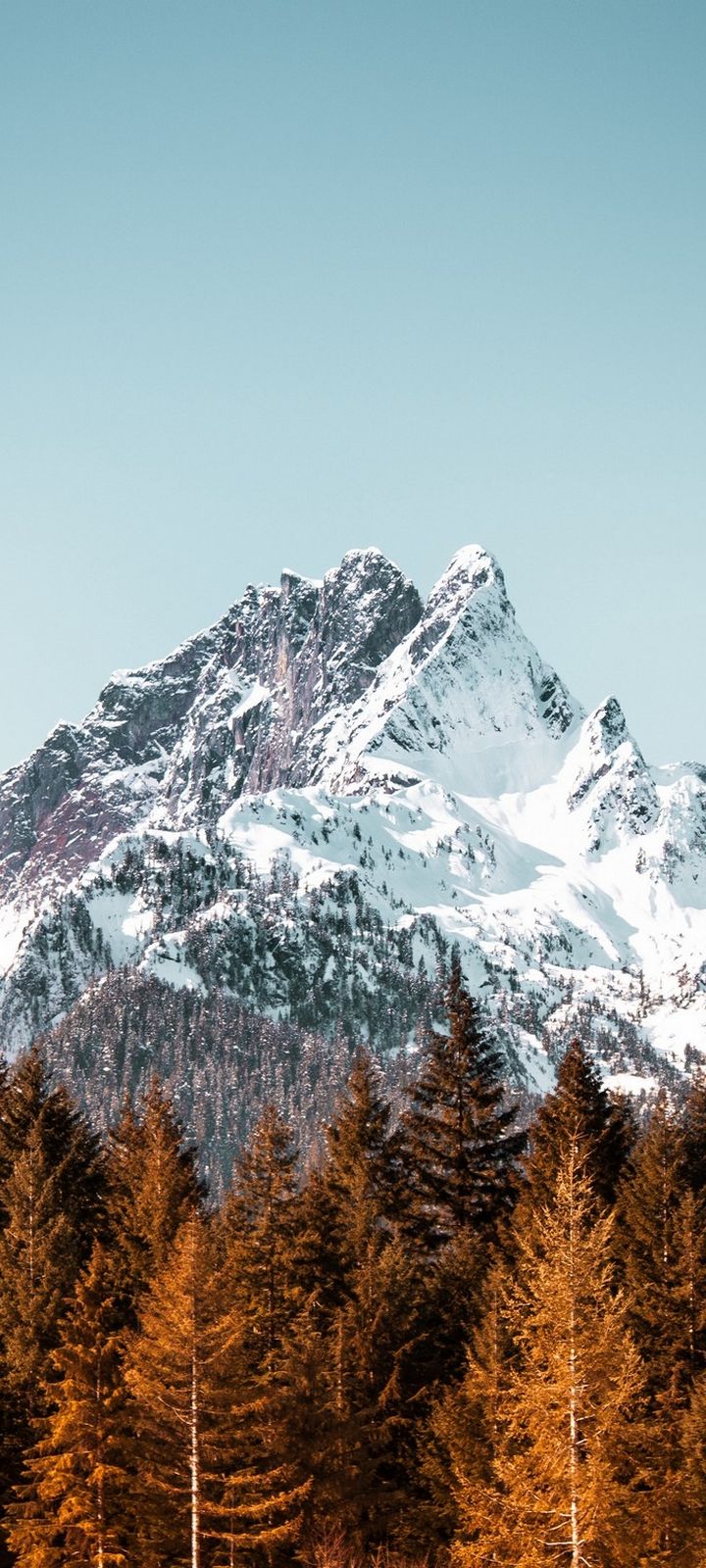 Mountain Forest Trees Wallpaper