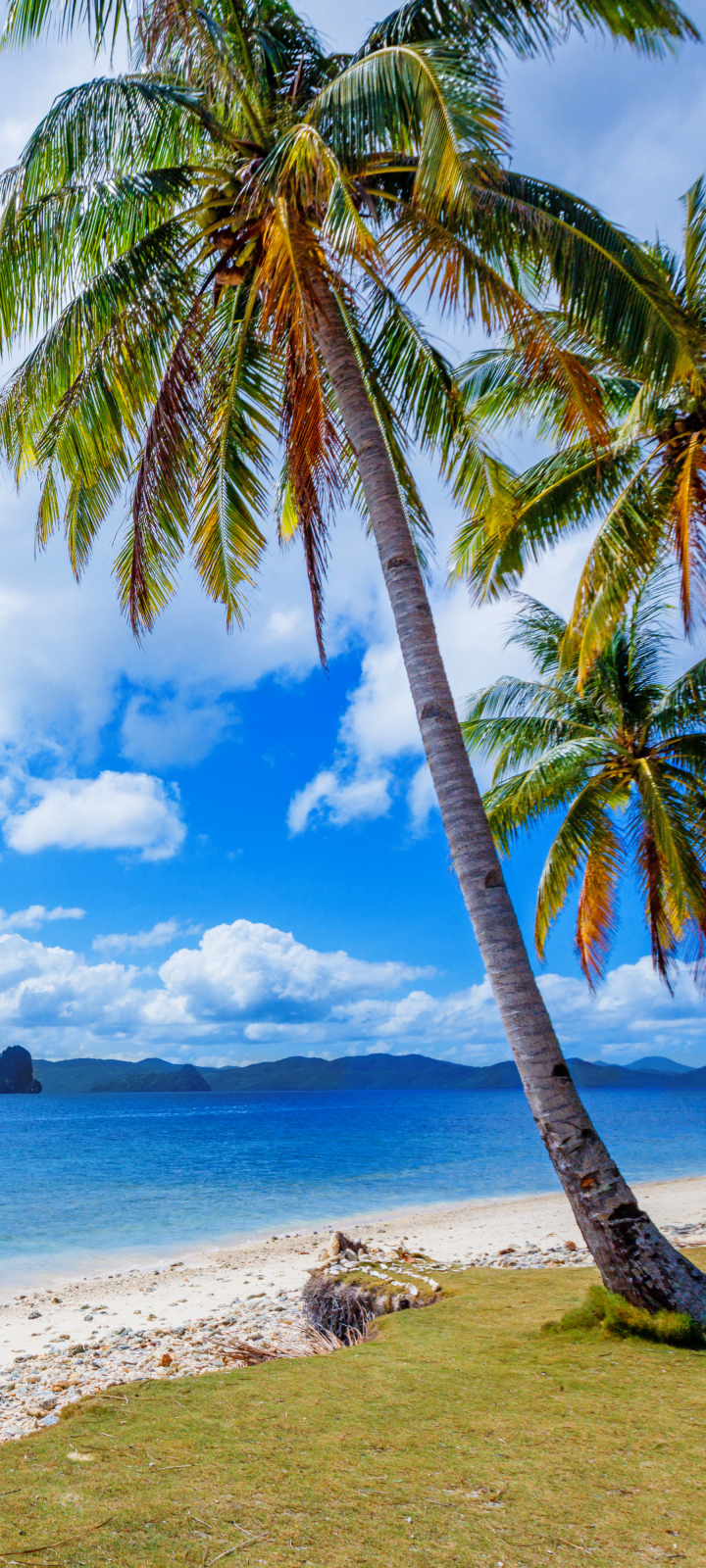 Tropical Phone Wallpaper