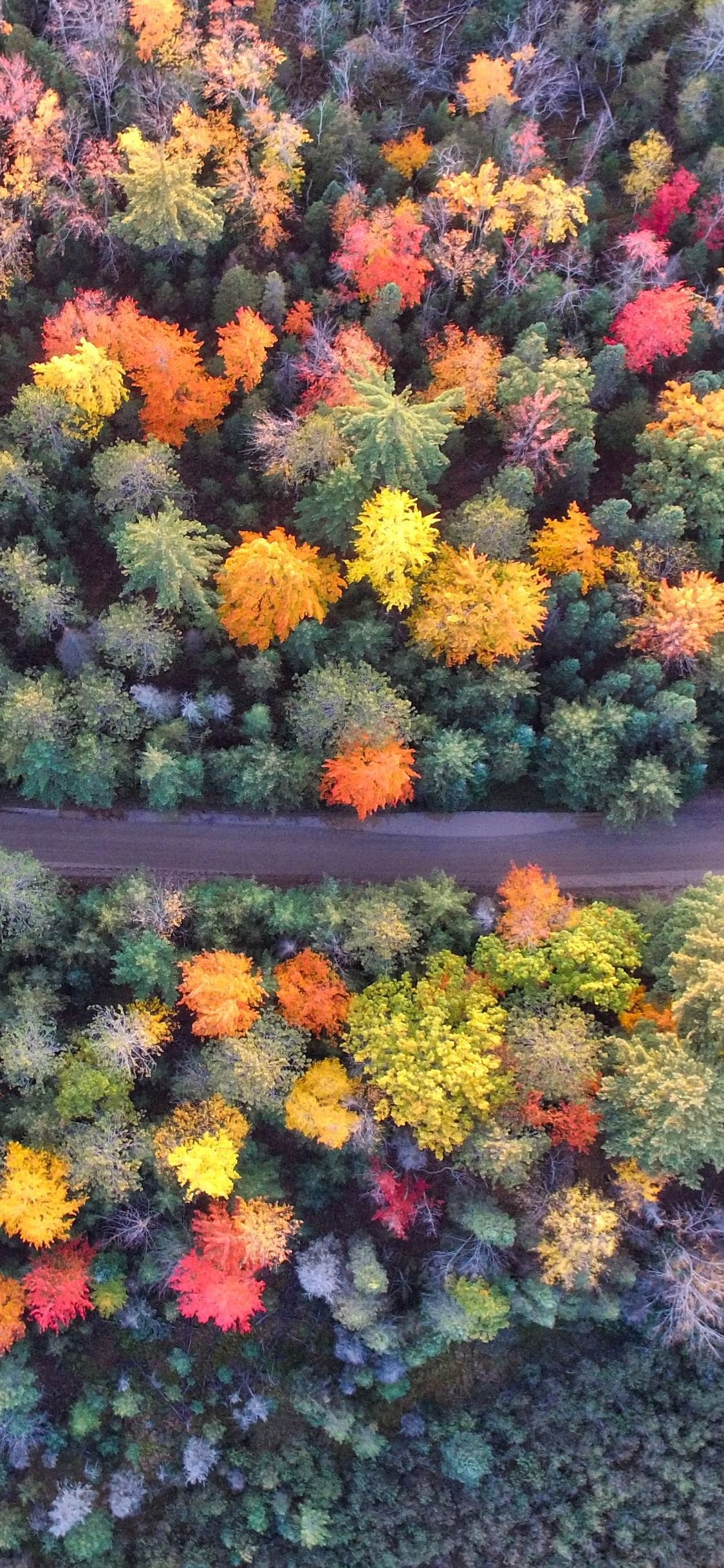 Best Nature iPhone Wallpaper