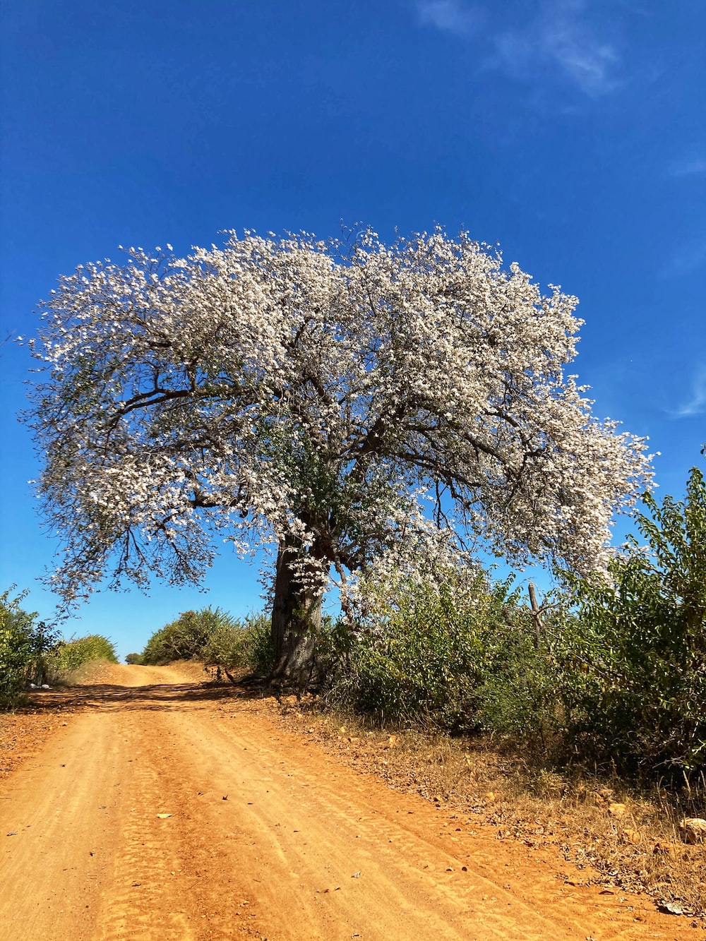Caatinga Picture. Download Free