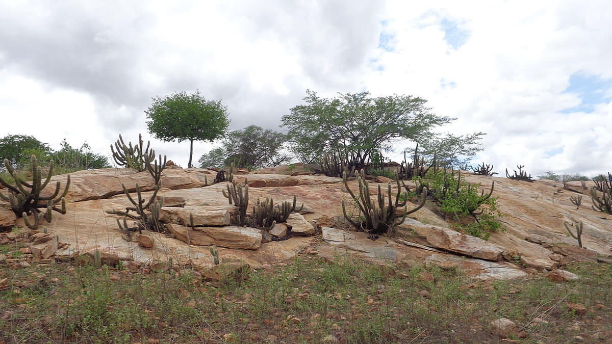 Dry Forest Sanctuary