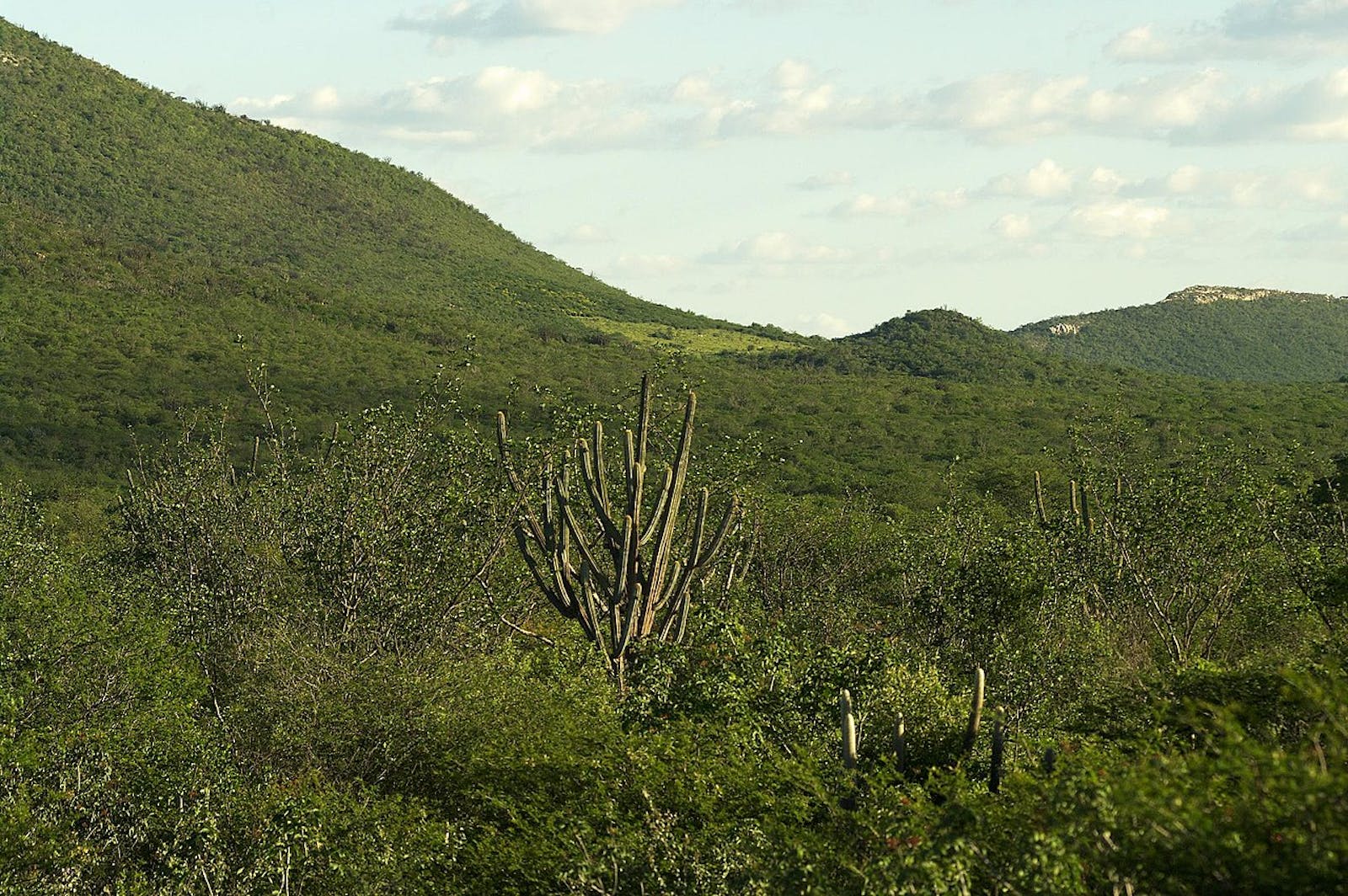 Caatinga