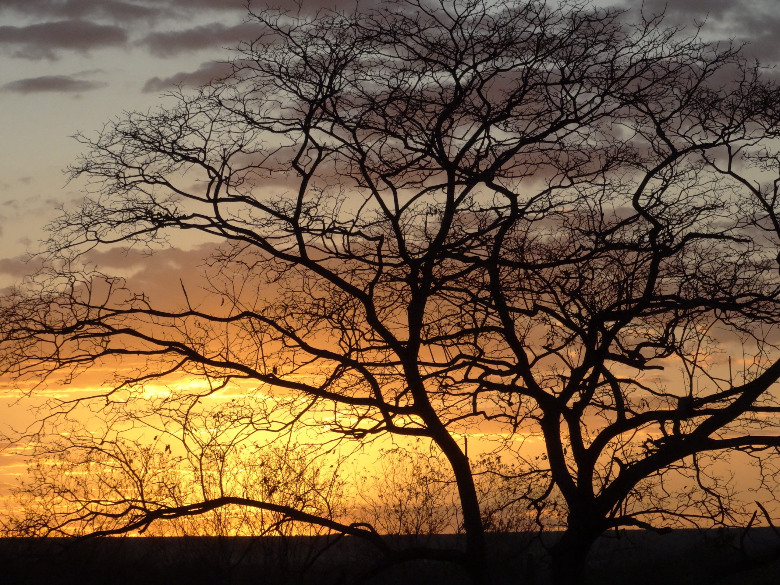 A novel tree nursery gives the Caatinga