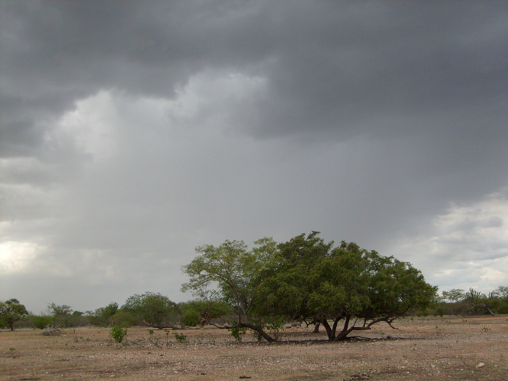 Chuva na caatinga. Chuva na caatinga