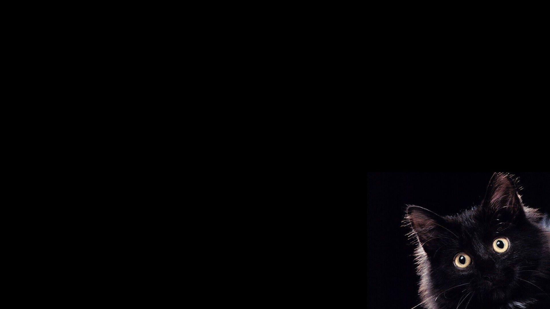 Black cat wallpaper, pets, animal