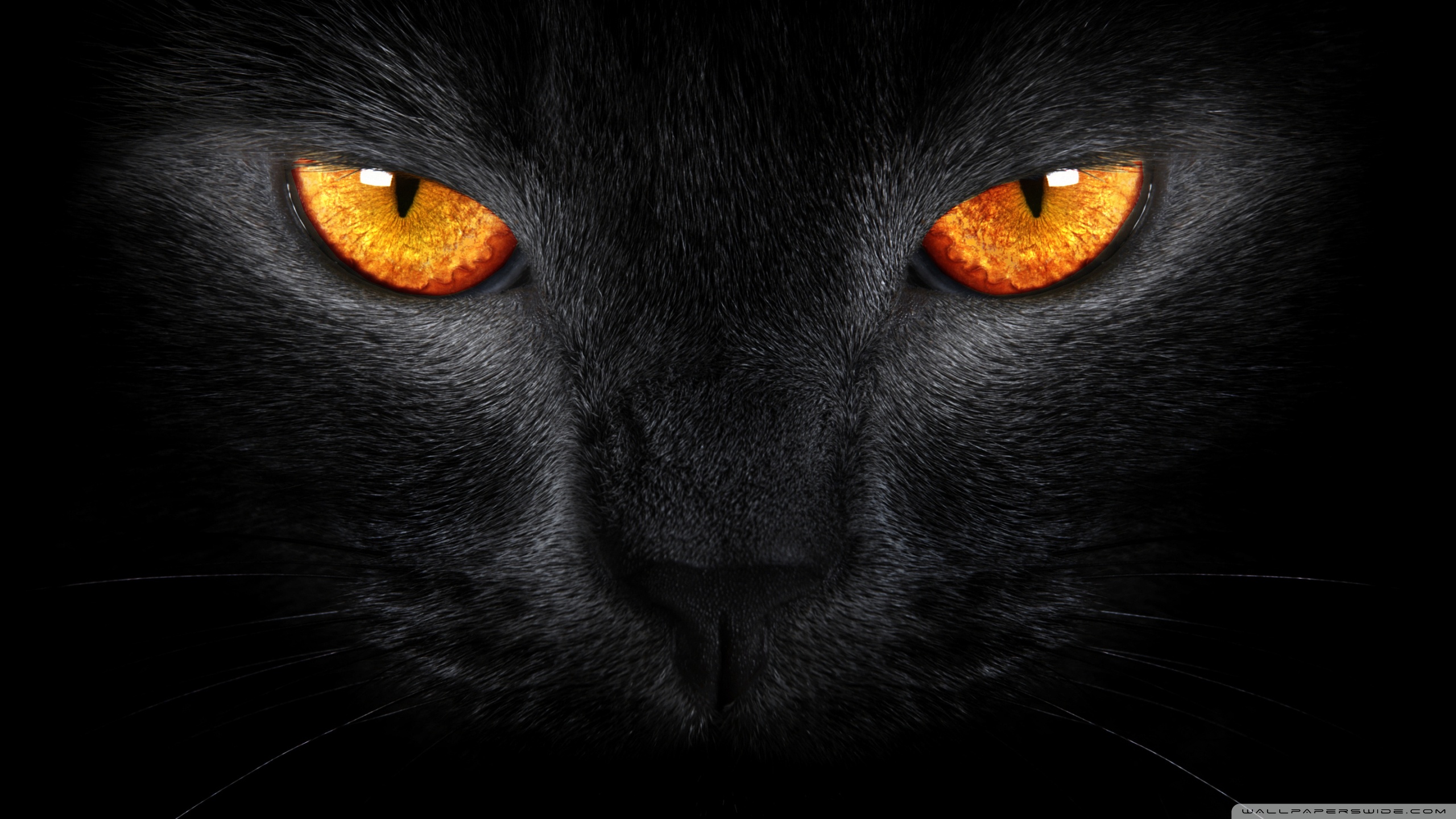 Black Cat Ultra HD Desktop Background