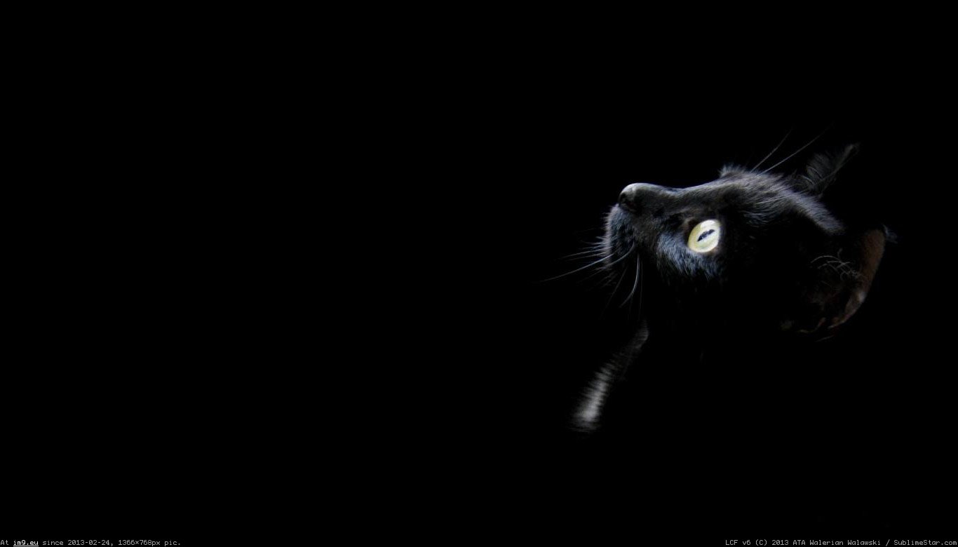 Pic. #Wallpaper #Black x768 #Cat