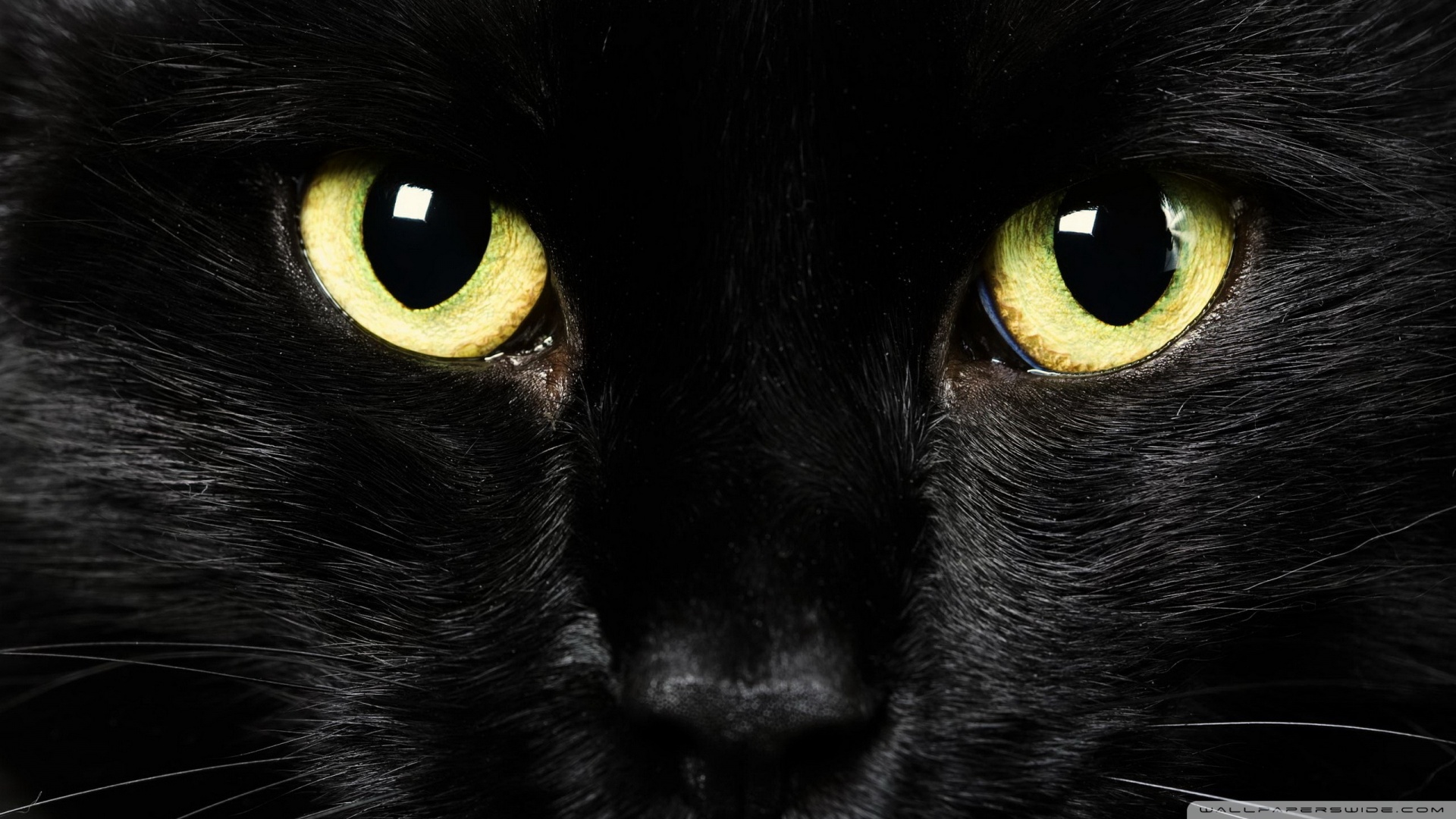 Ultra HD Desktop Background Wallpaper