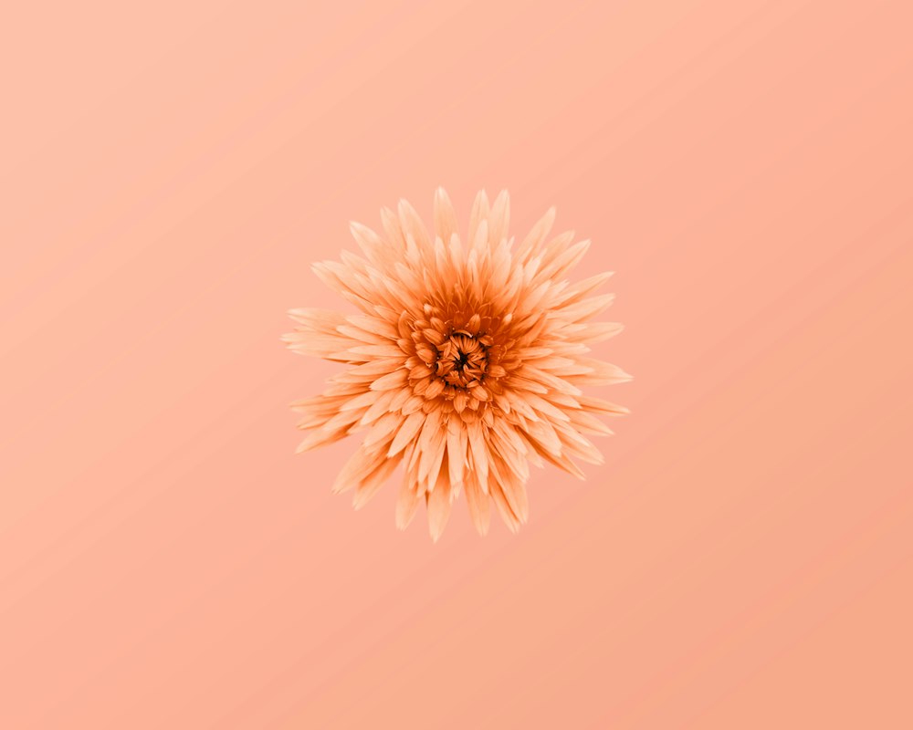 Peach Aesthetic Picture. Download