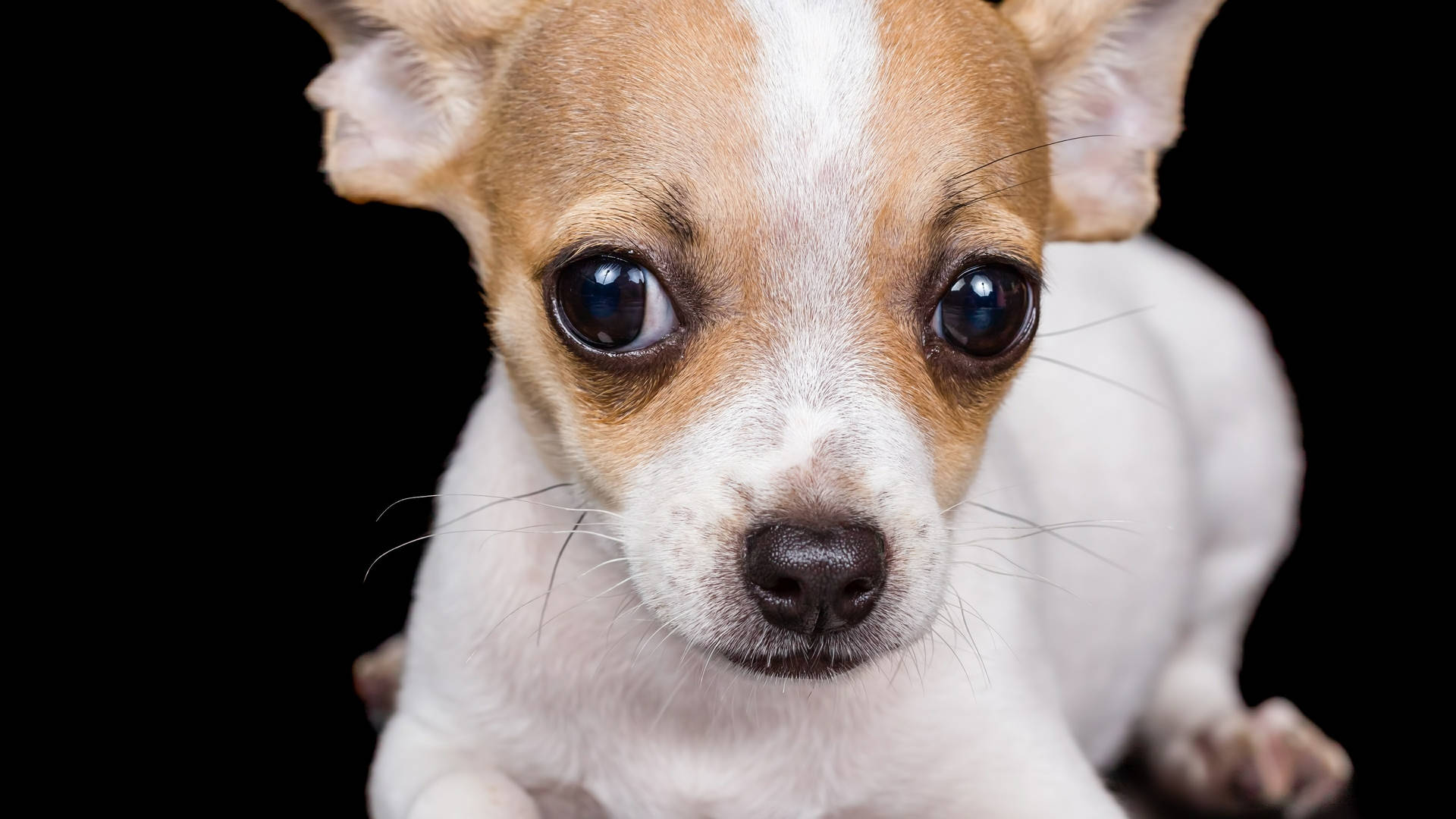 Chihuahua Puppies Wallpapers - Wallpaper Cave