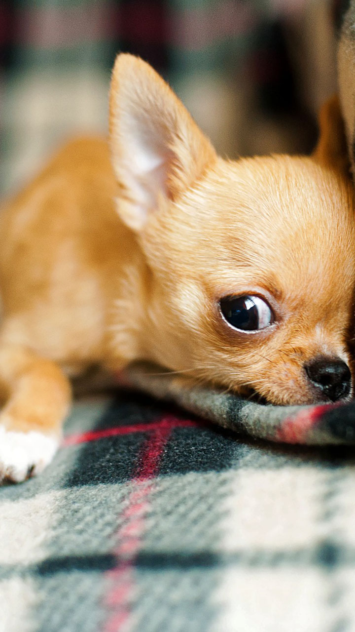 Chihuahua Puppies Wallpapers - Wallpaper Cave