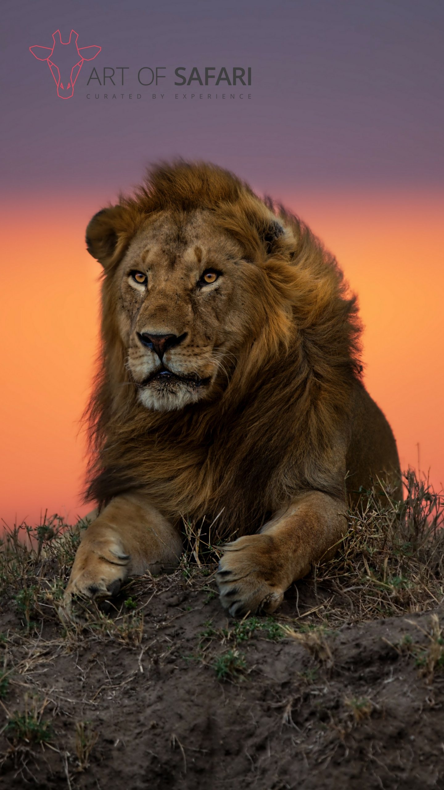 Wallpaper. A Lion At Sunset. Art Of