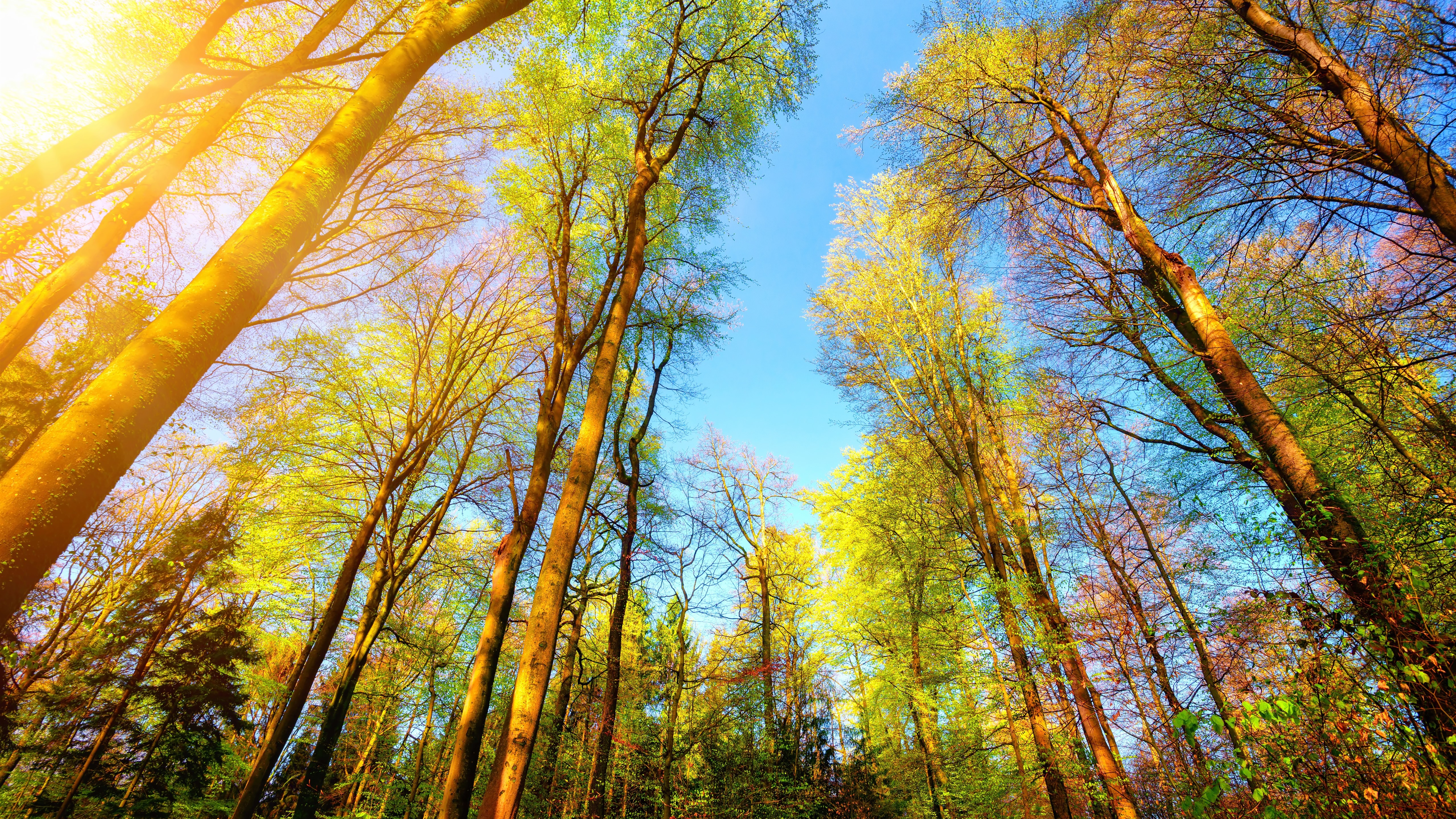 Wallpaper Trees, green, sunshine