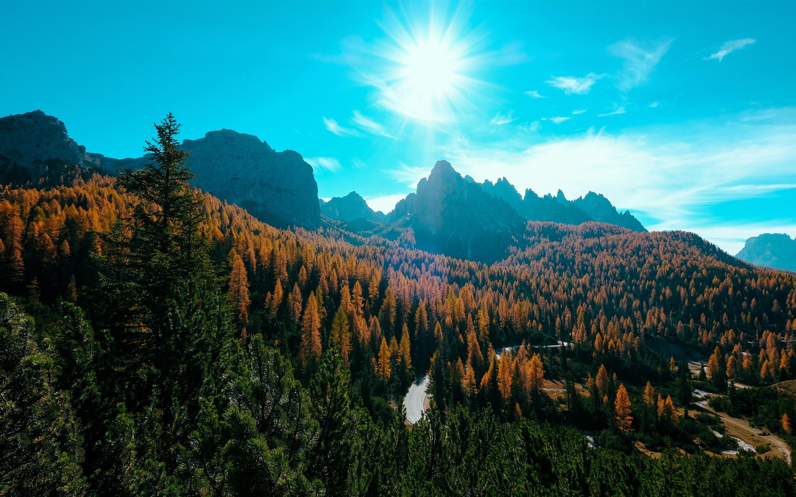 landscape trees nature forest 5k