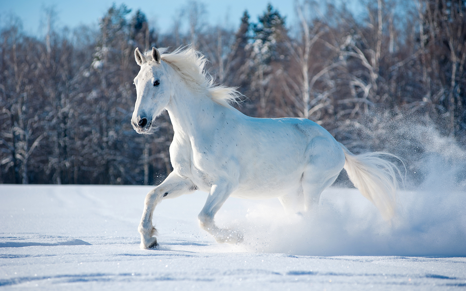 Desktop Wallpaper horse Run White