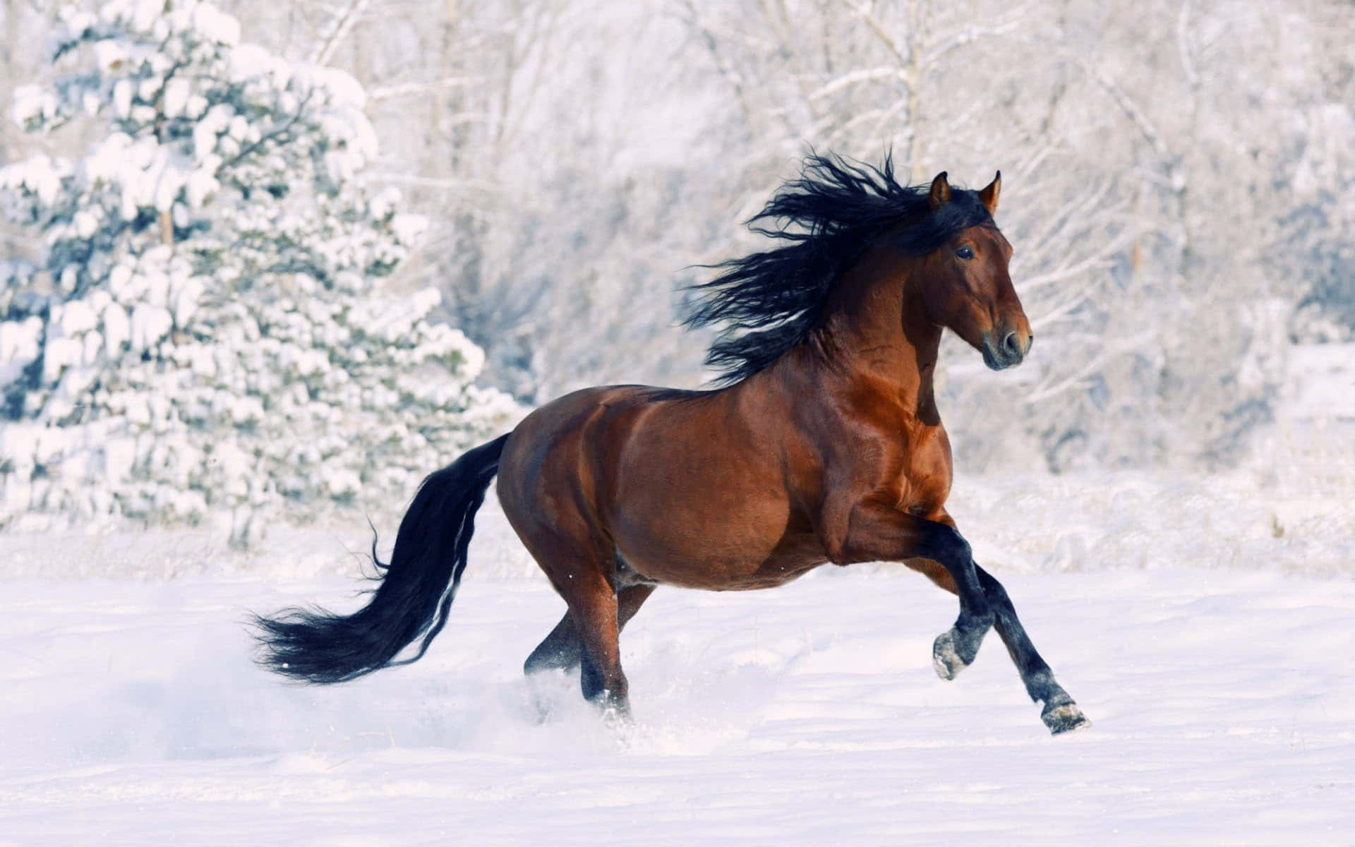 Beautiful Horse Picture