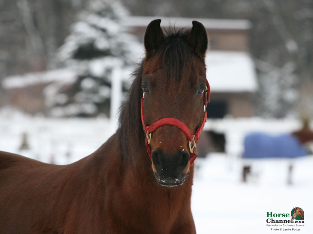 Winter Equine Screensaver