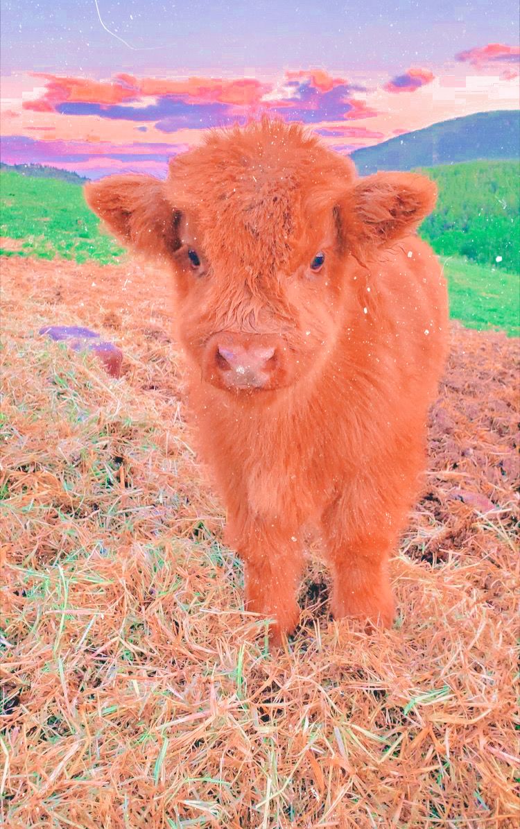 Cow wallpaper, Fluffy cows, Cute baby cow