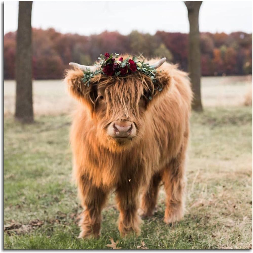 Highland Baby Cow Poster Cute Funny