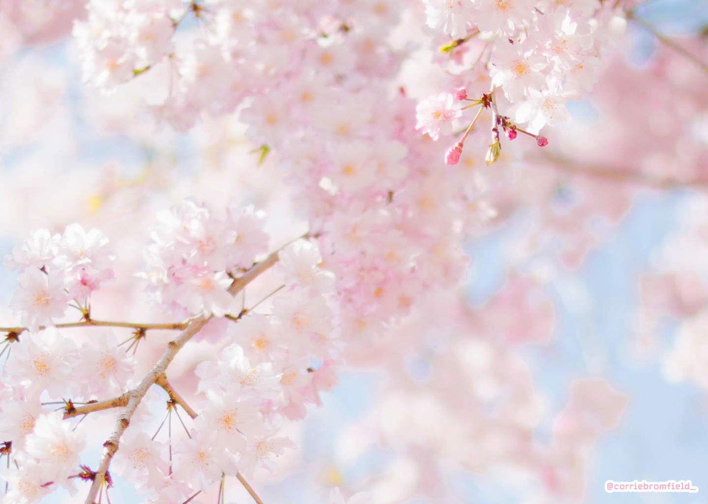 Free Spring Desktop Wallpaper