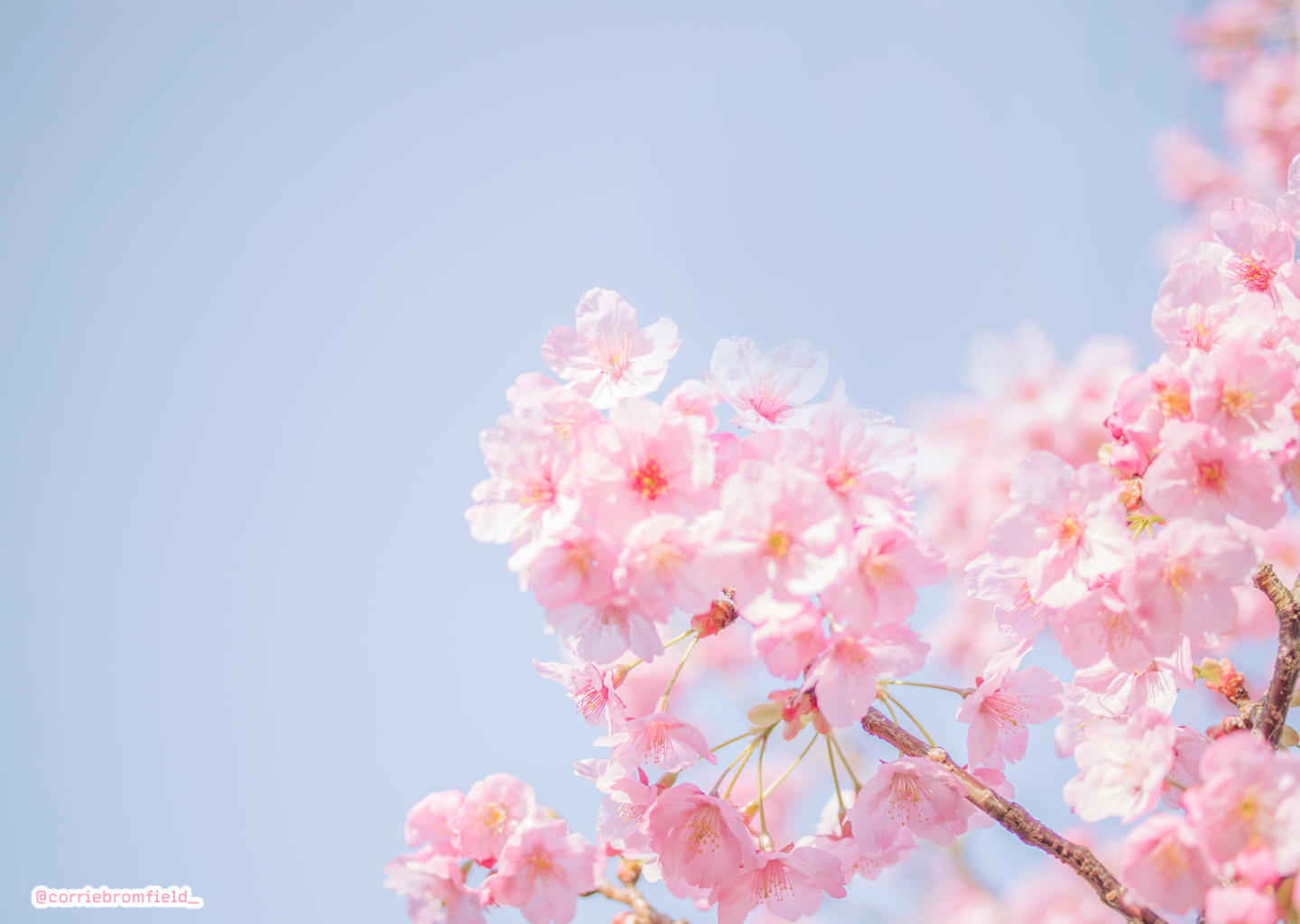 Free Spring Desktop Wallpaper