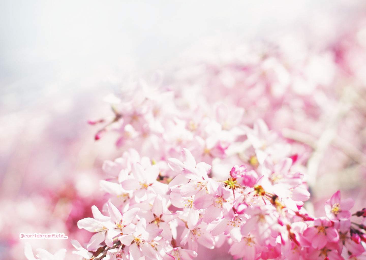 Free Spring Desktop Wallpaper