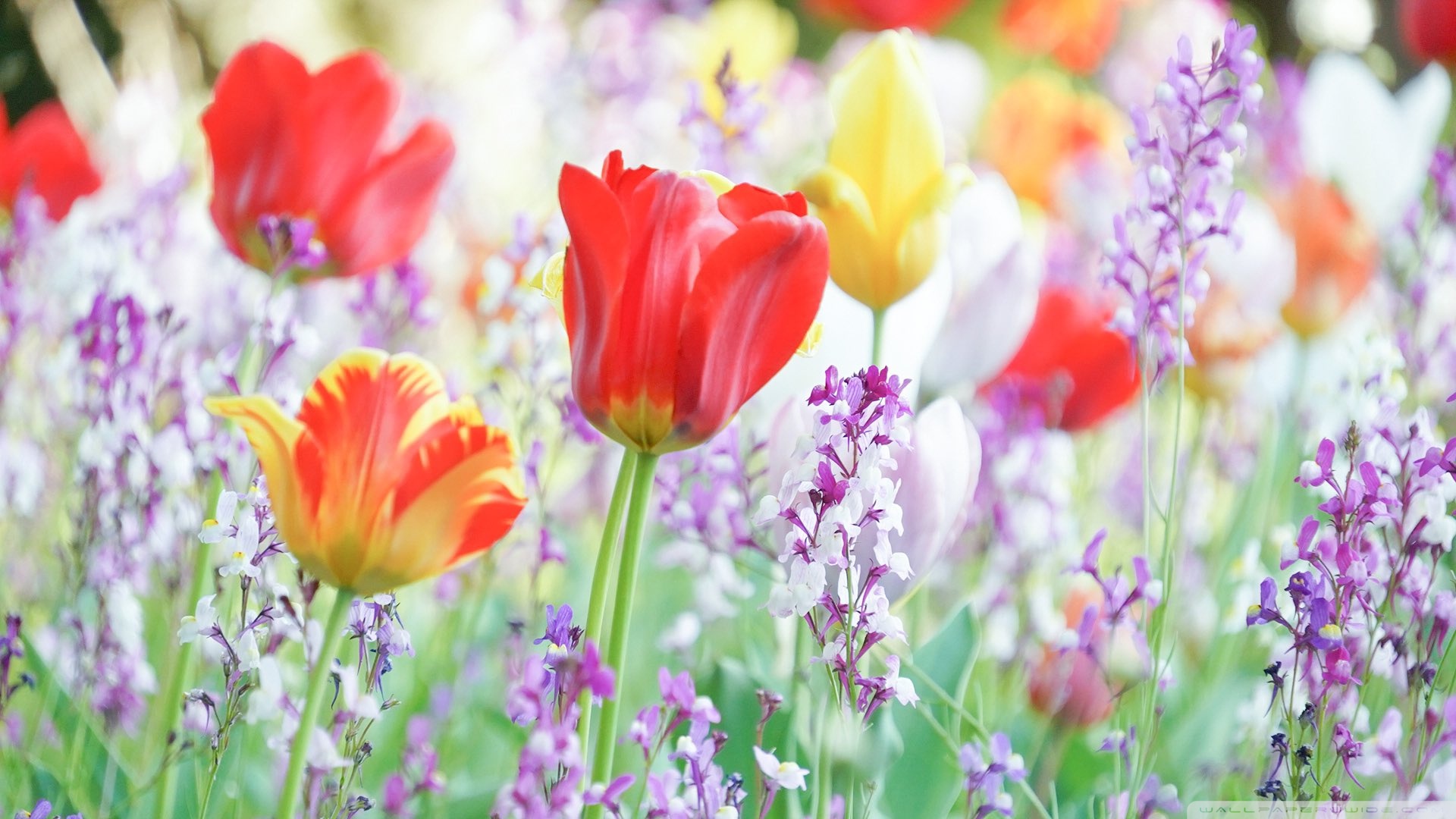 Ultra HD Desktop Background Wallpaper