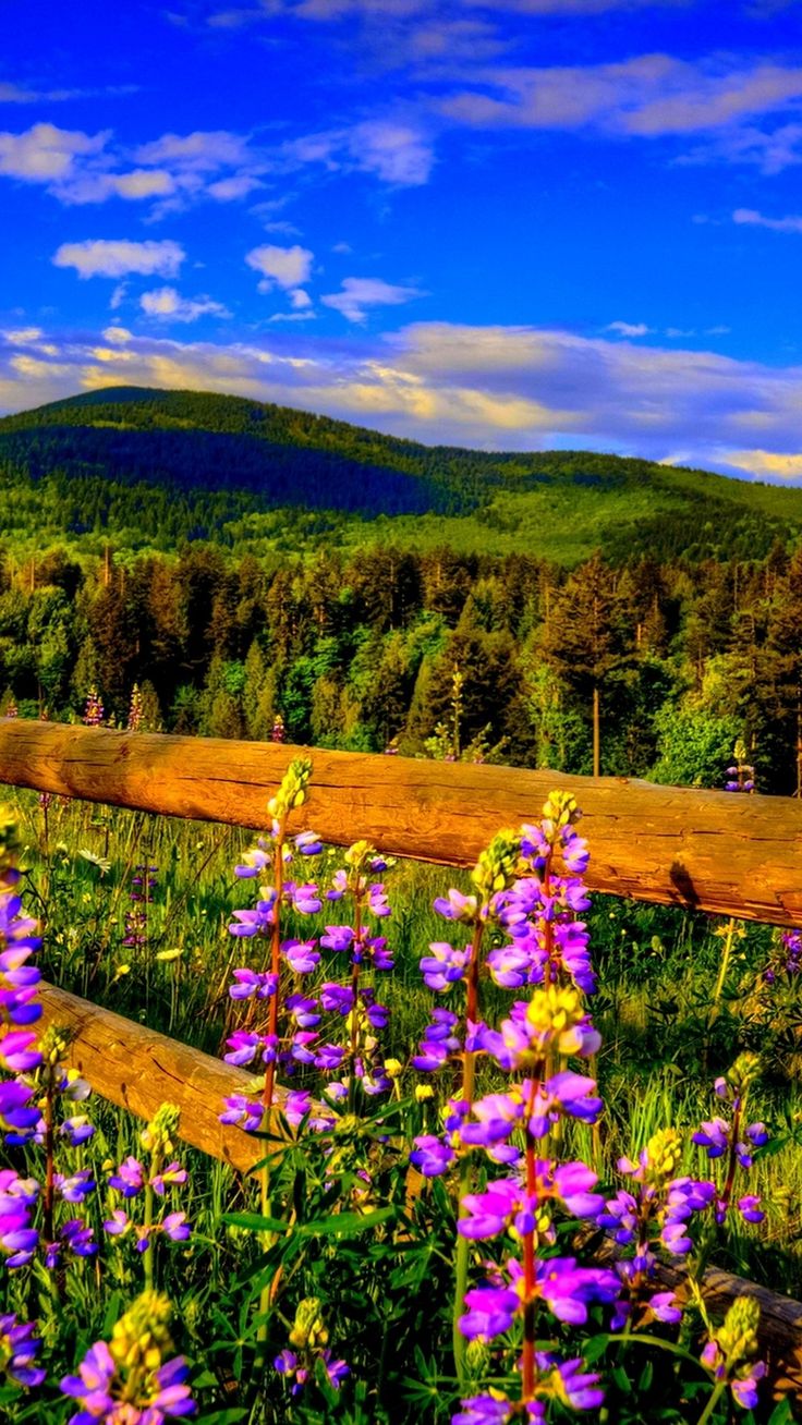 Spring Season Cellphone Wallpaper