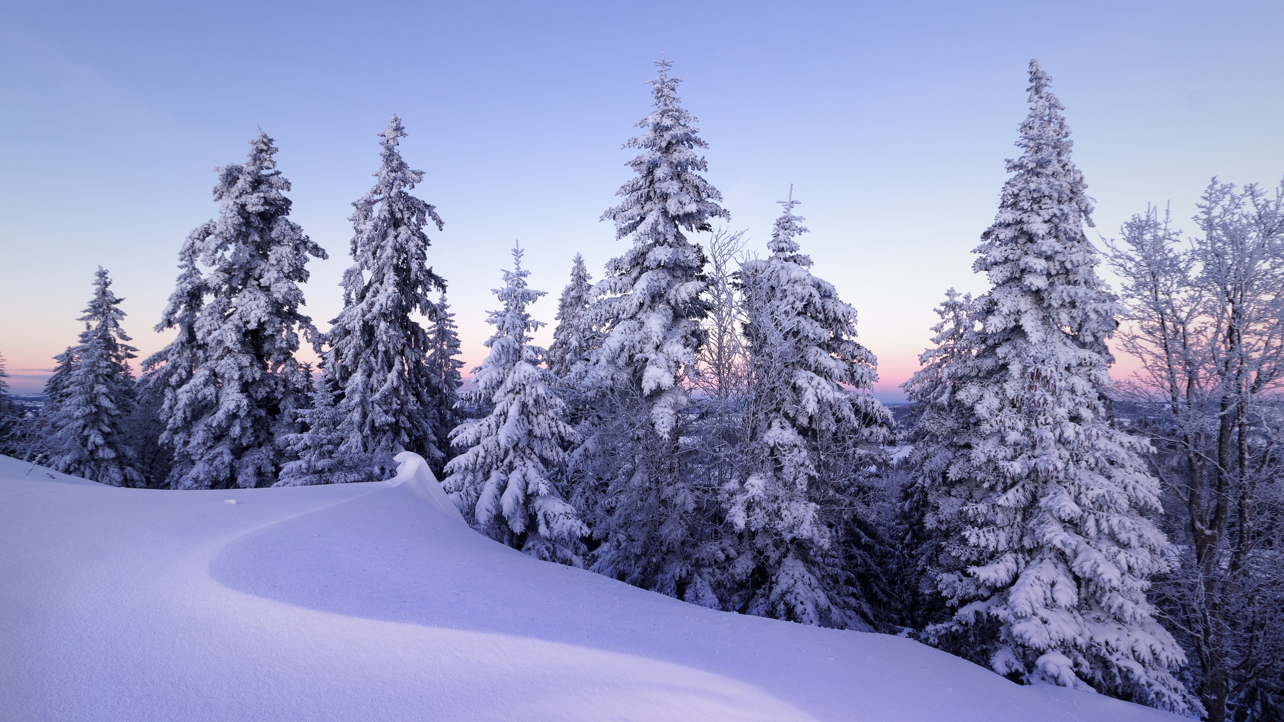 Winter Wallpaper 4K, Snow, Pine trees
