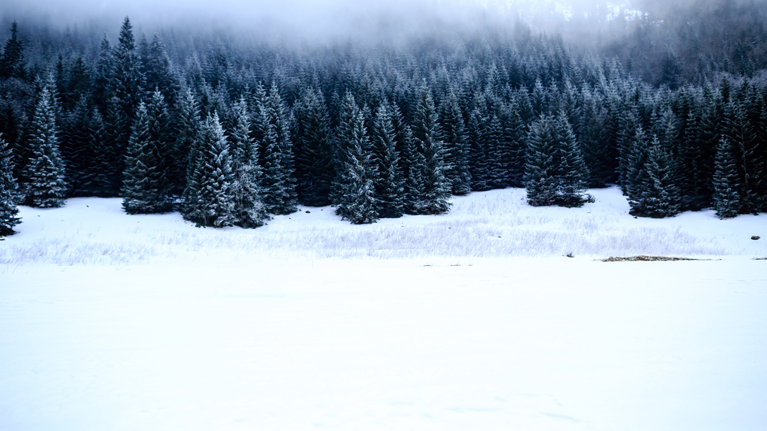 Black Forest 2K Wallpaper x 1440