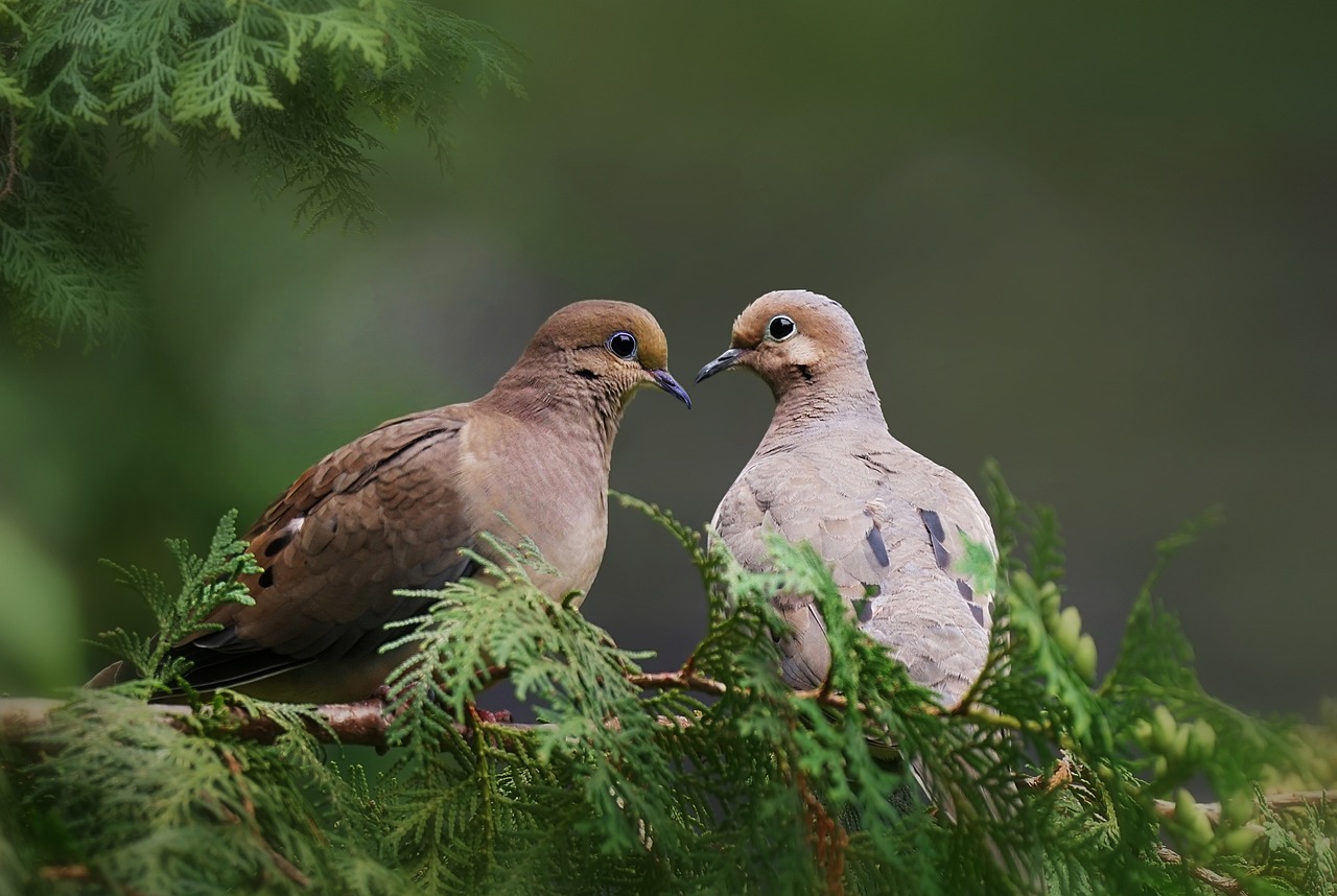 Free Mourning Dove & Nature Image