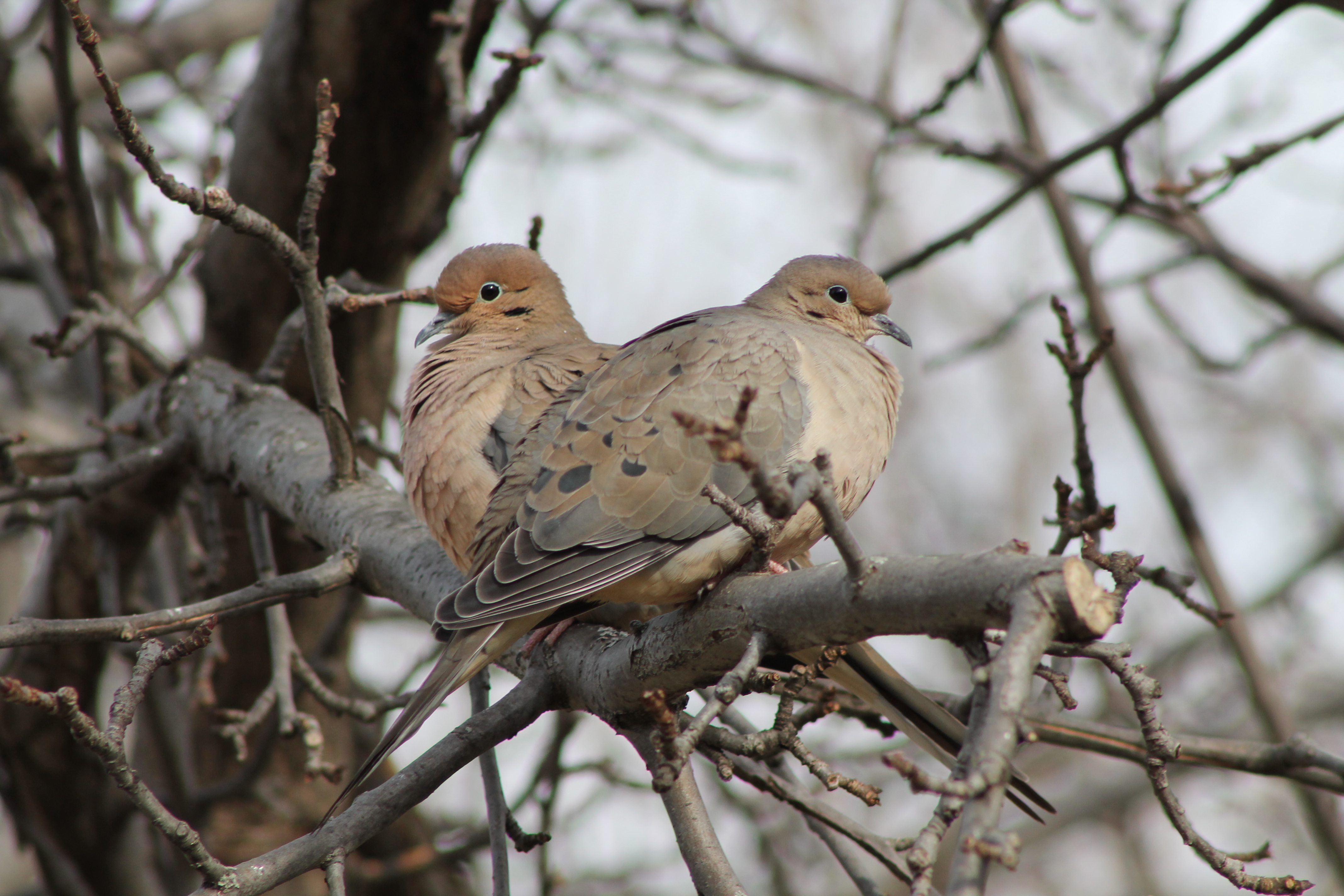 Mourning Dove