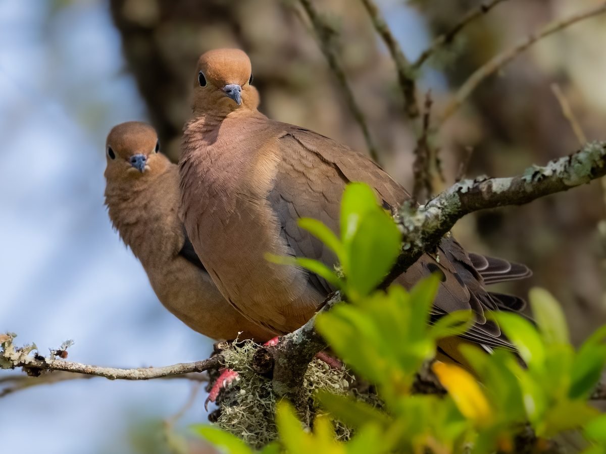 Breathtaking Mourning Dove Picture