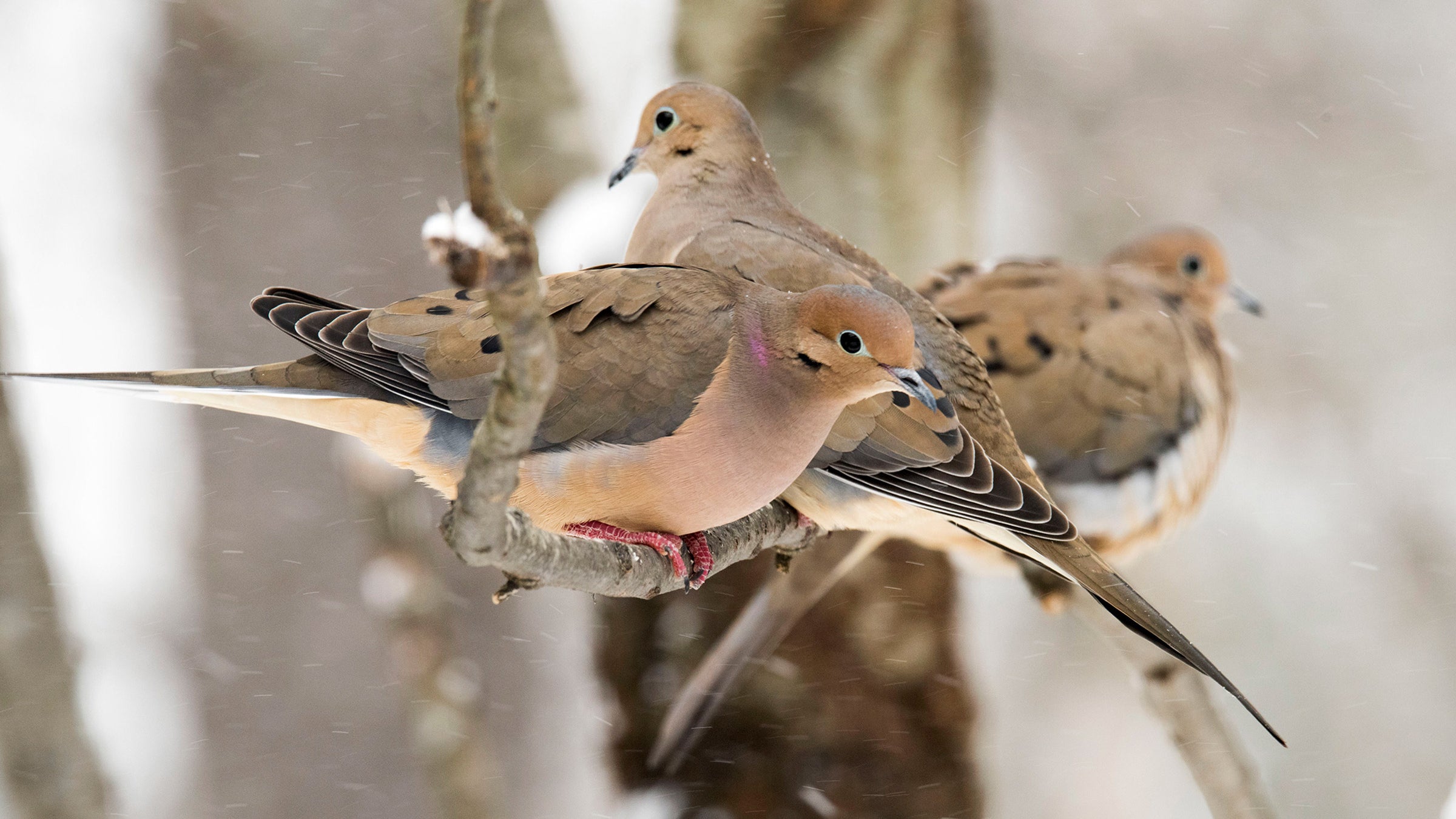Mourning Dove. Audubon Field Guide