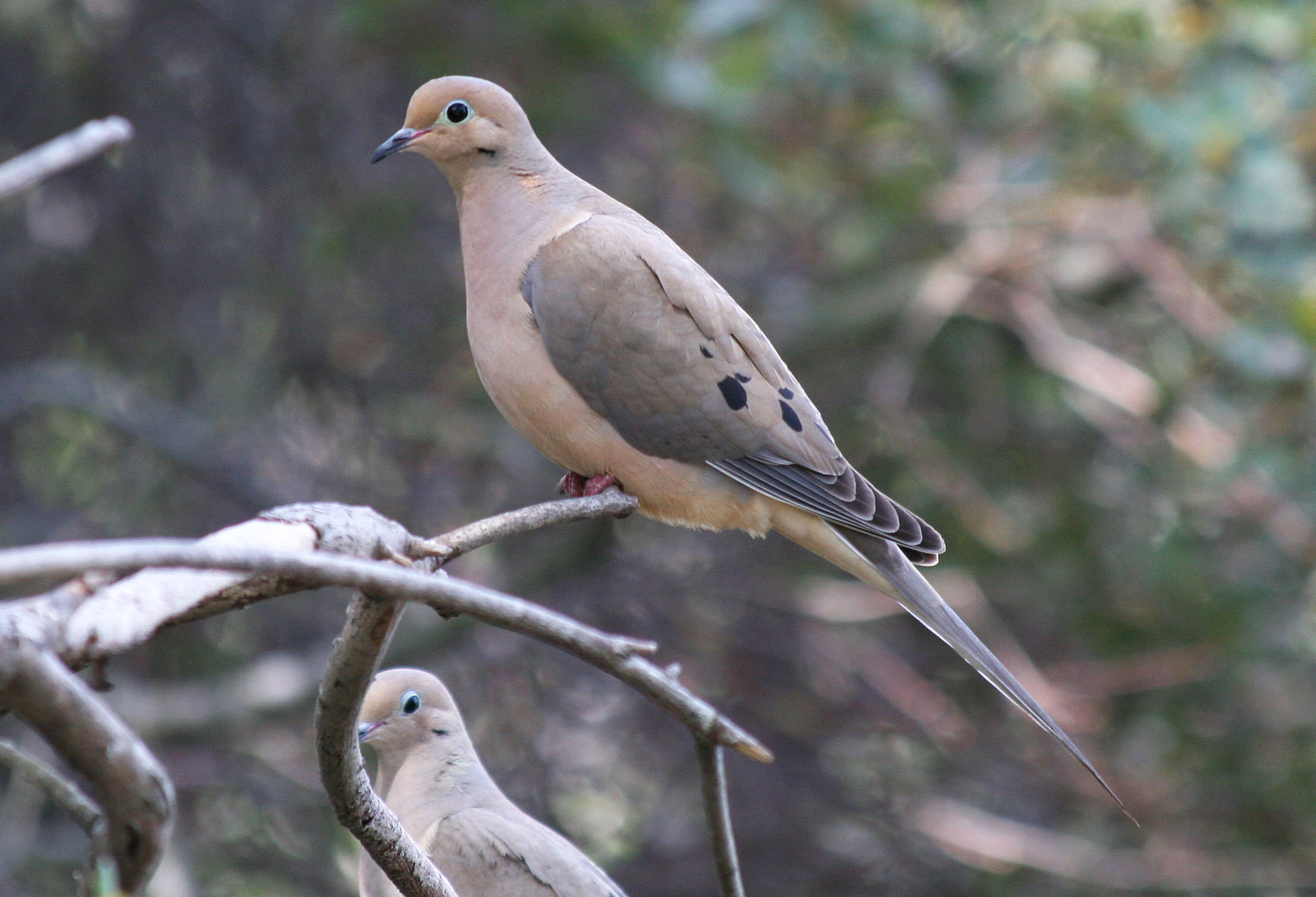 Mourning Dove, Zenaida macroura
