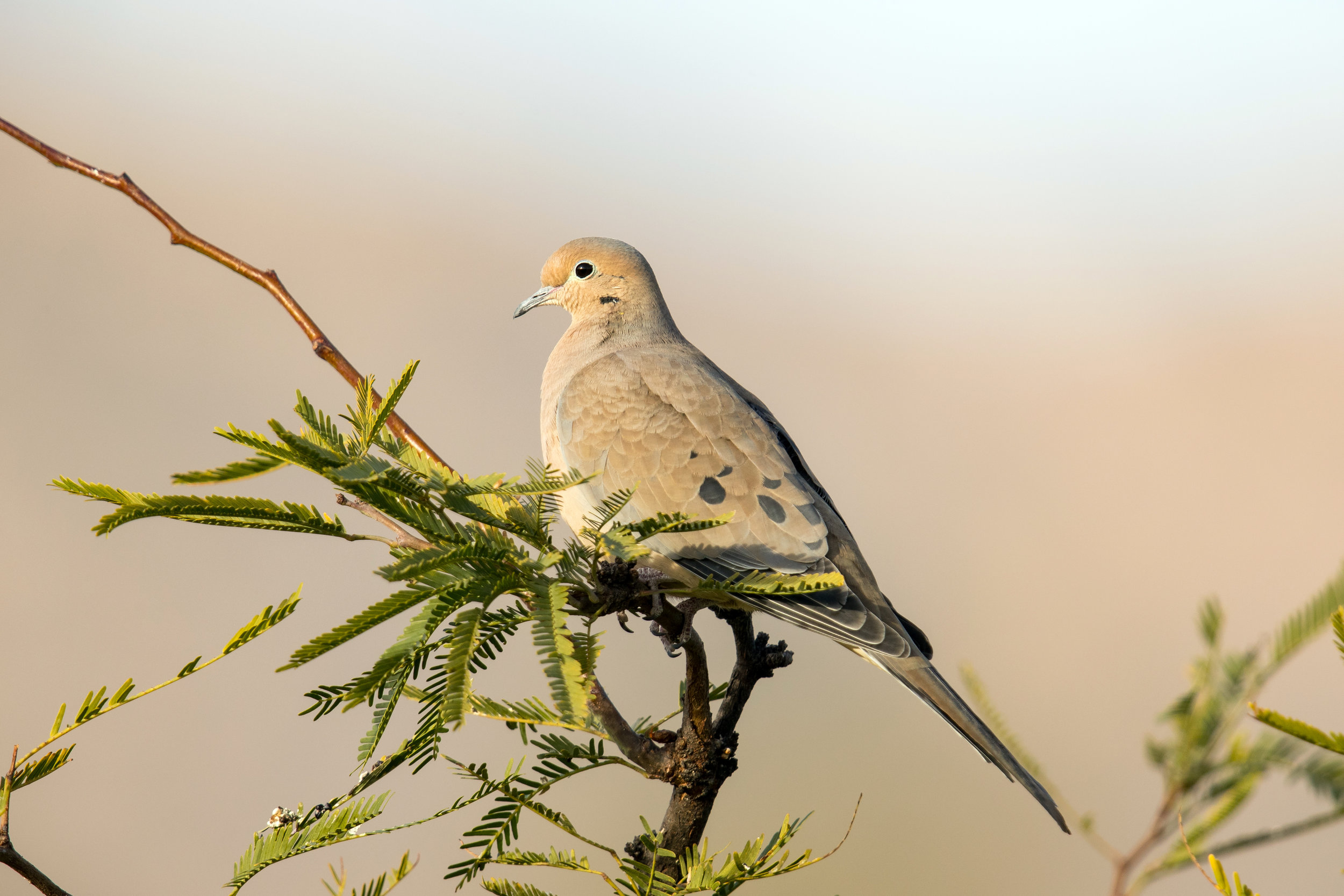 Mourning Dove