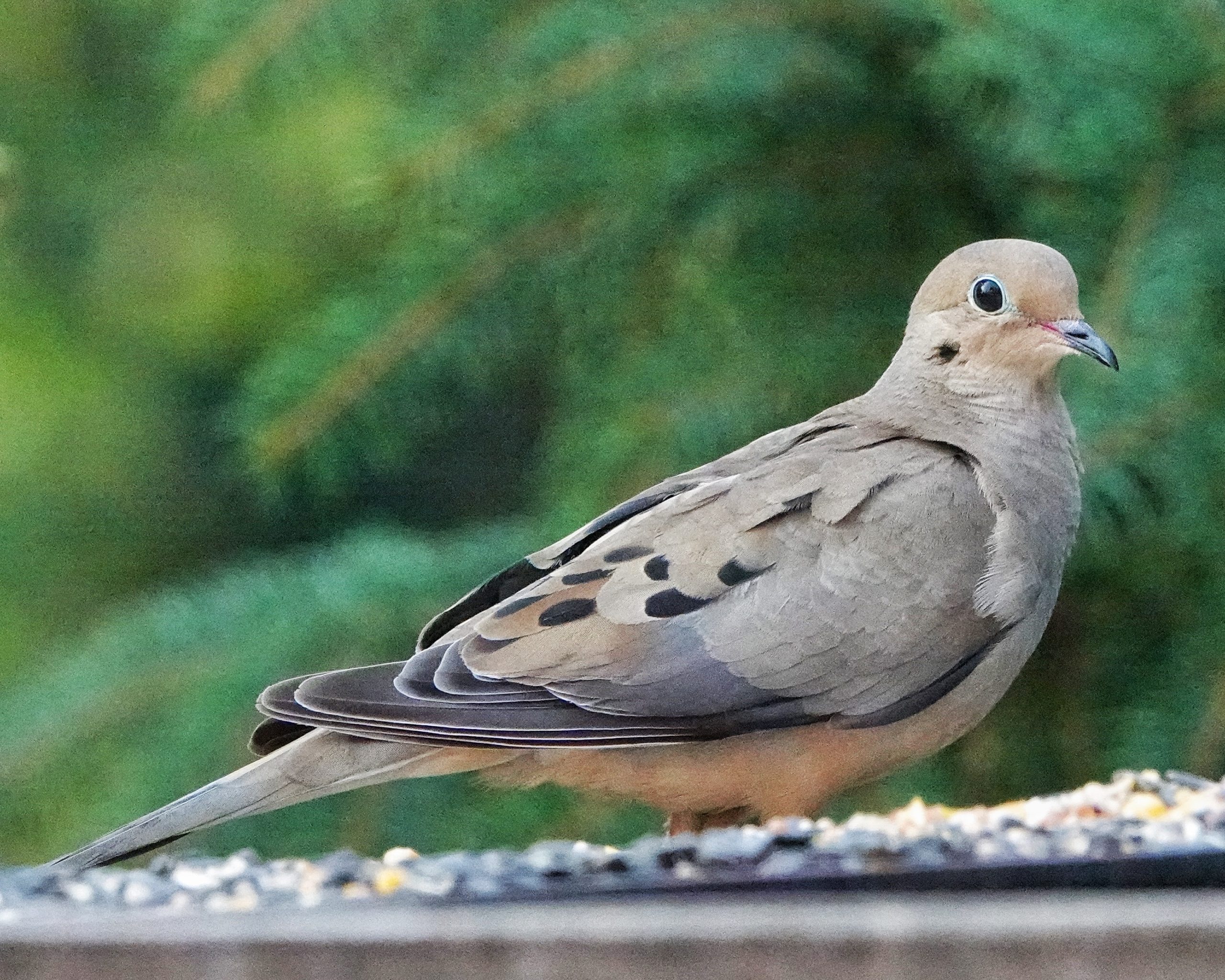 Mourning Doves (Zenaida macroura)