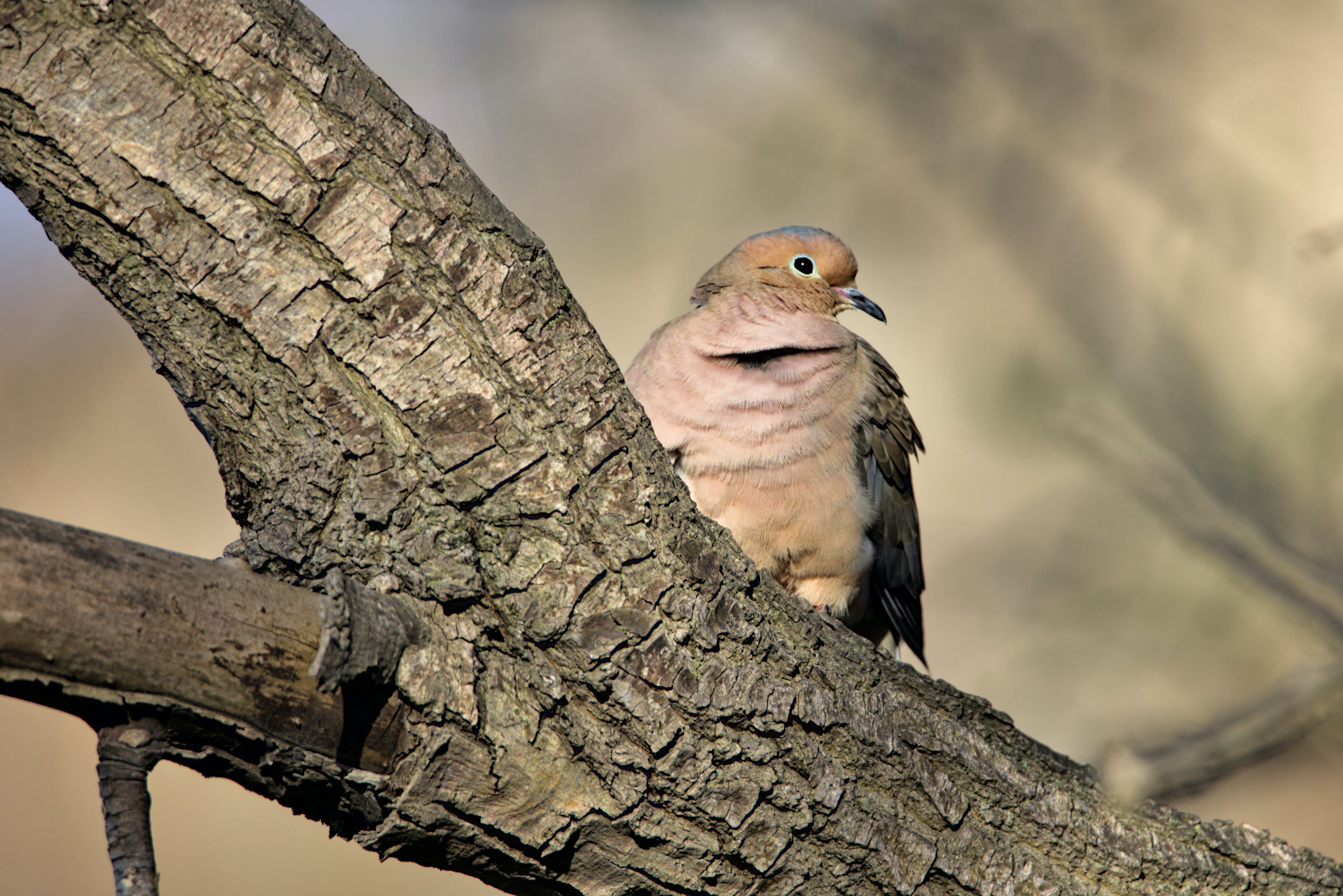 Mourning Dove & HD Image