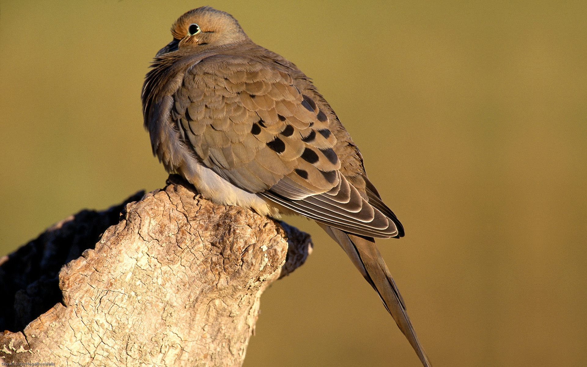 Mourning Dove Wallpaper