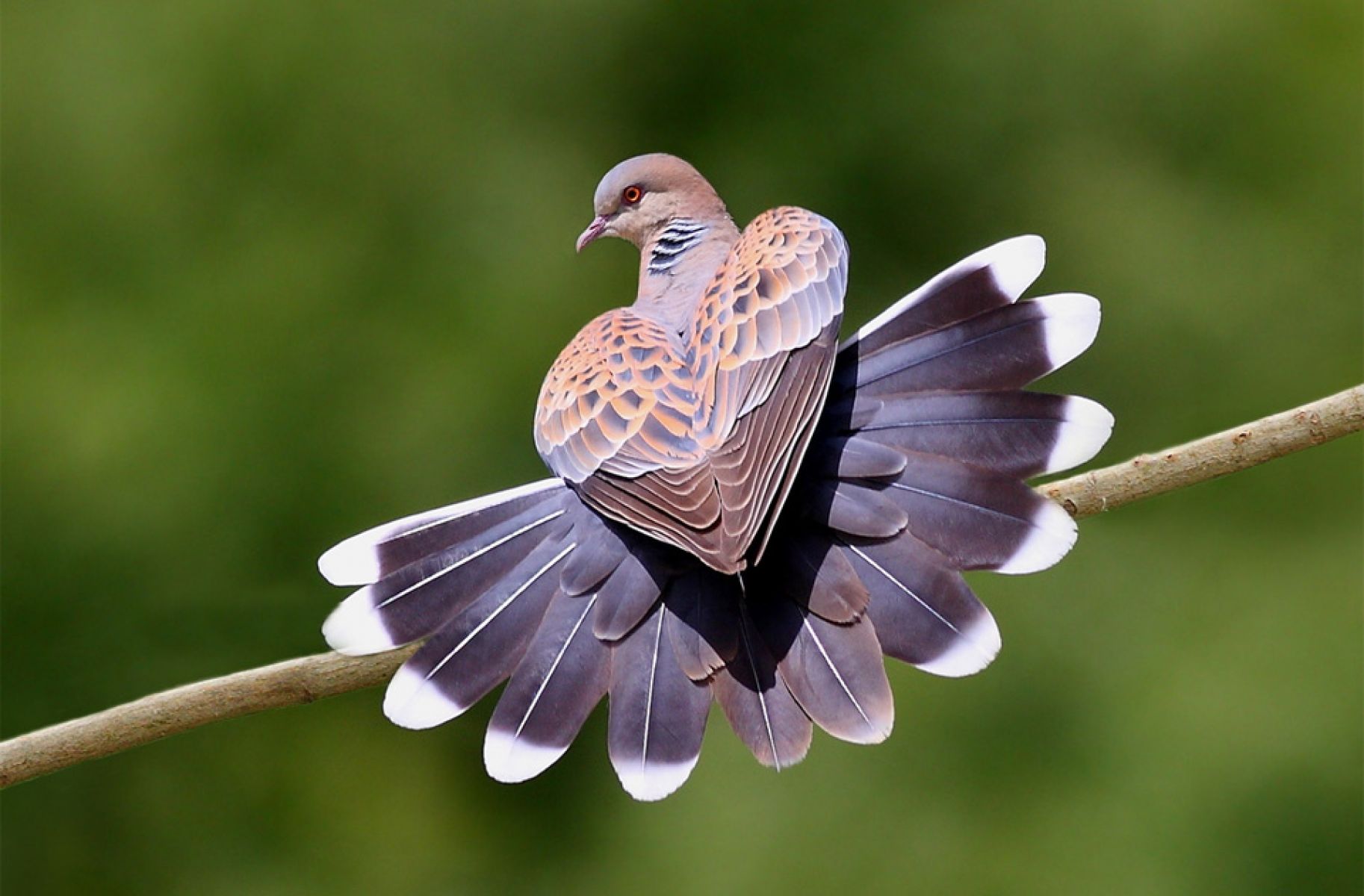 Download Mourning Dove wallpaper