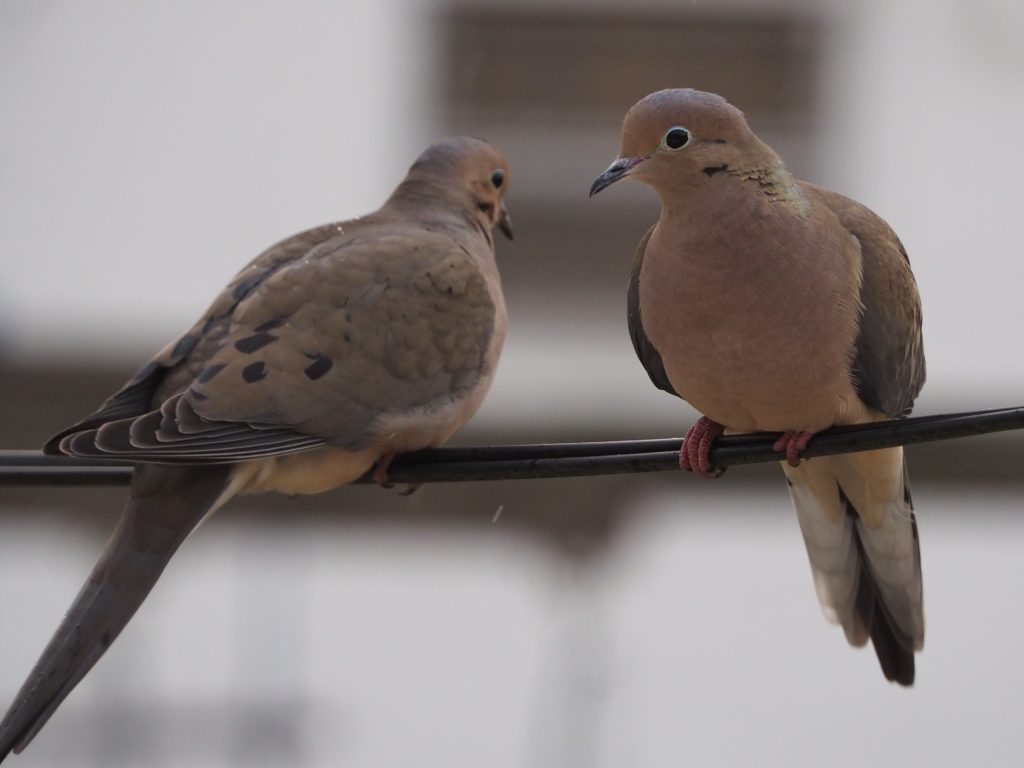 Mourning Doves