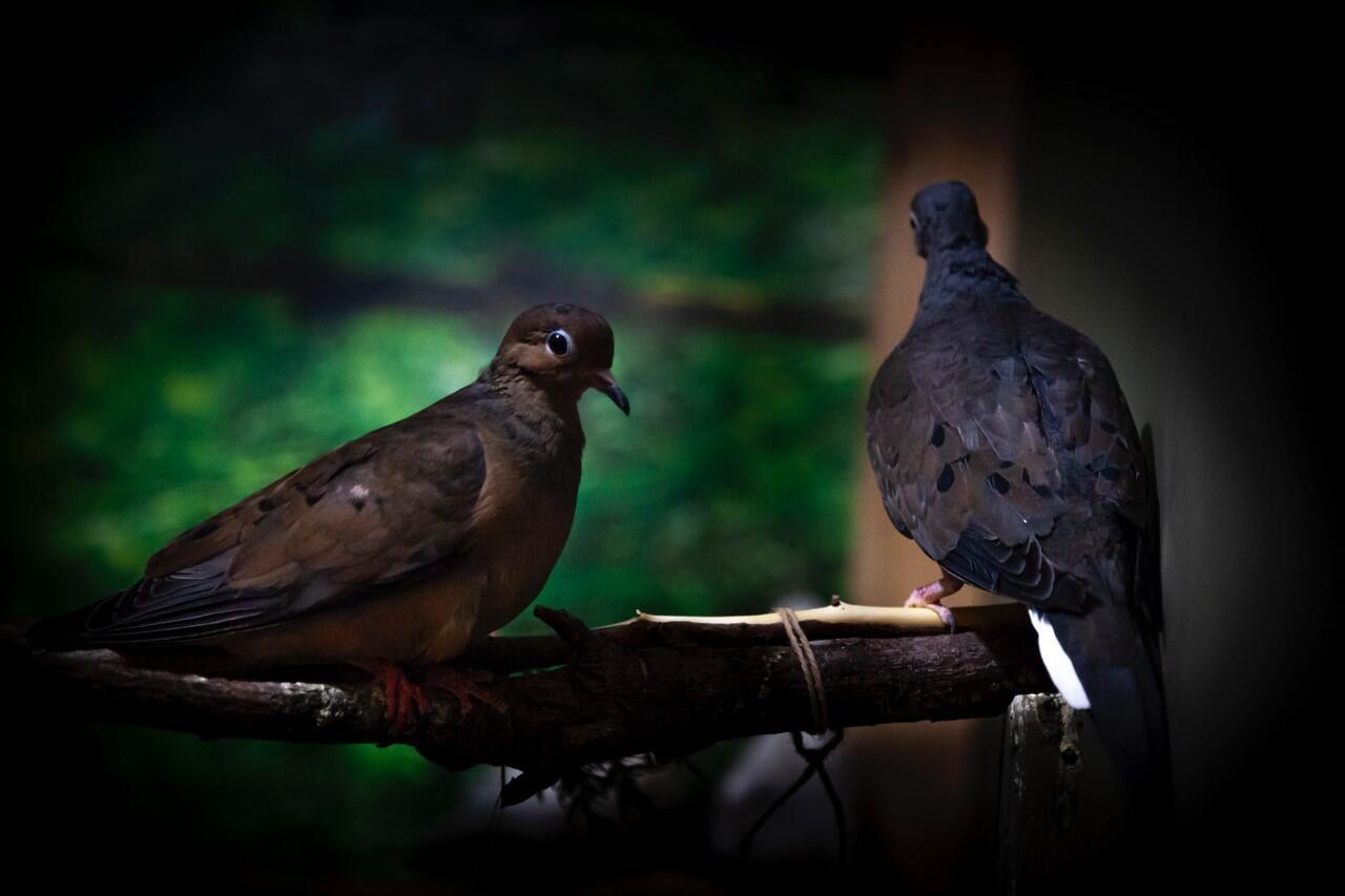 Mourning Dove. Sharon Audubon Center