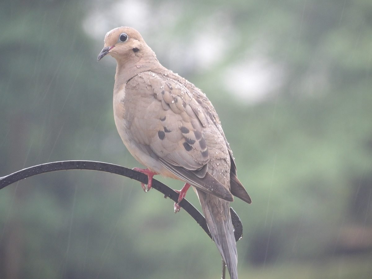Mourning Dove Visits