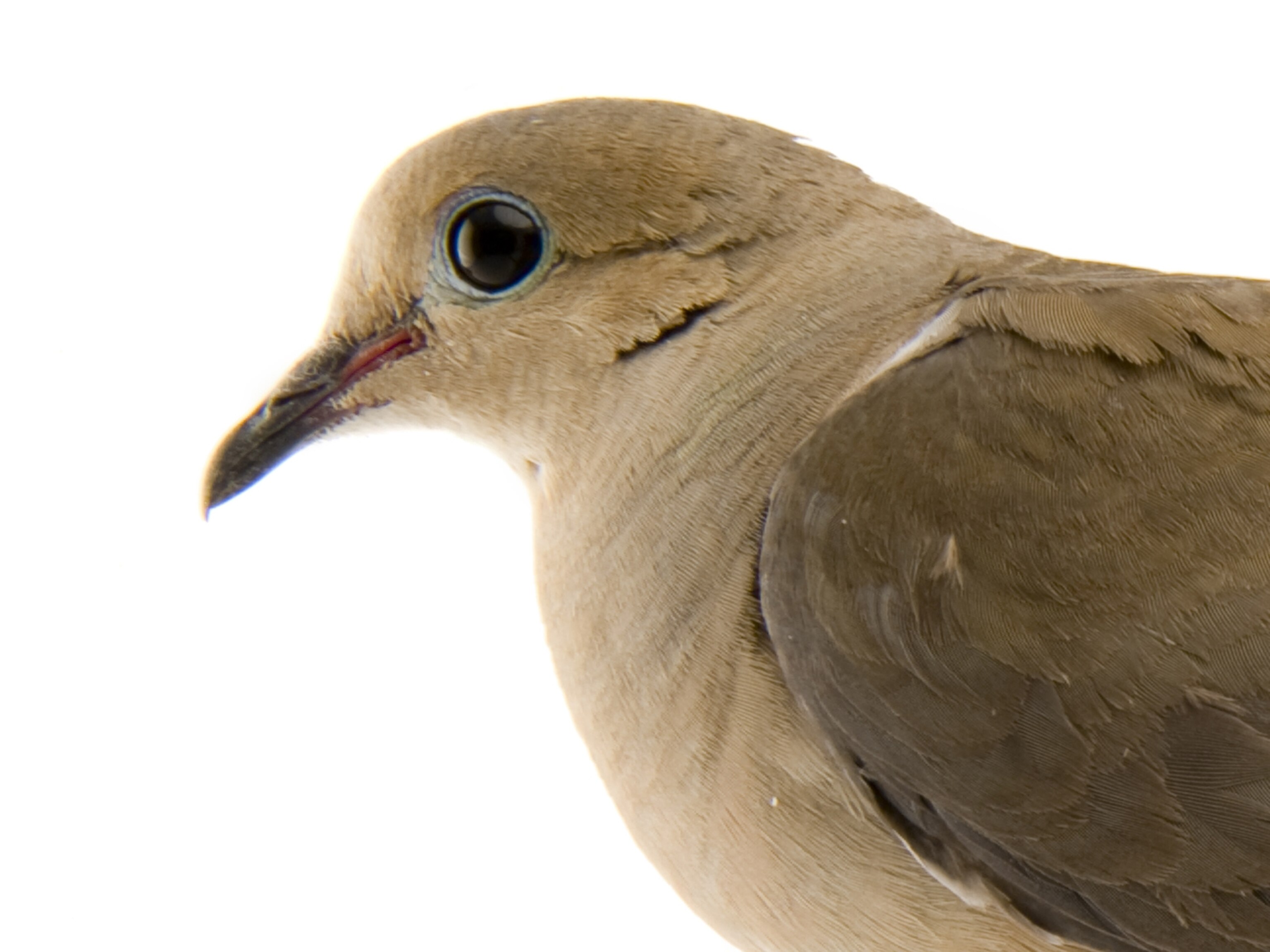 Mourning dove, facts and photo