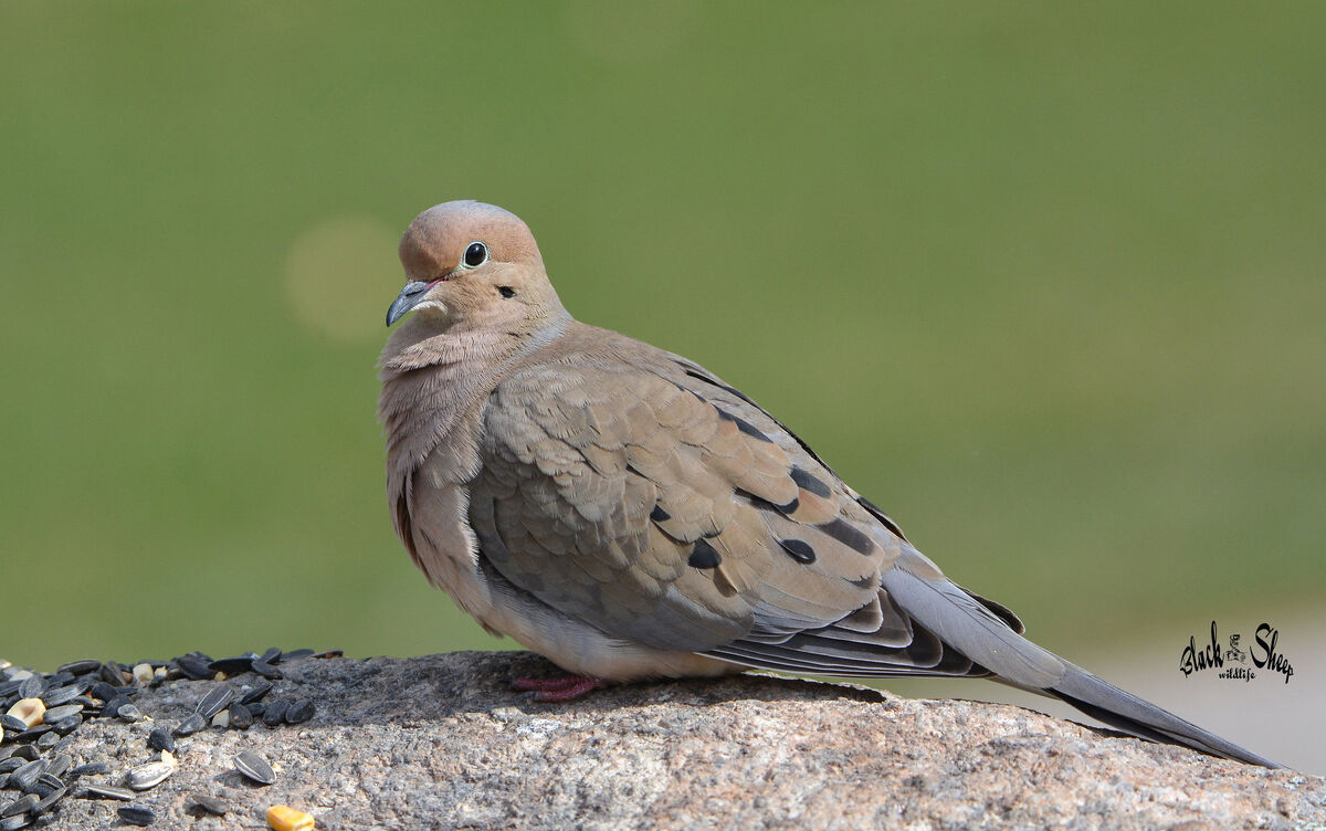 Mourning Dove